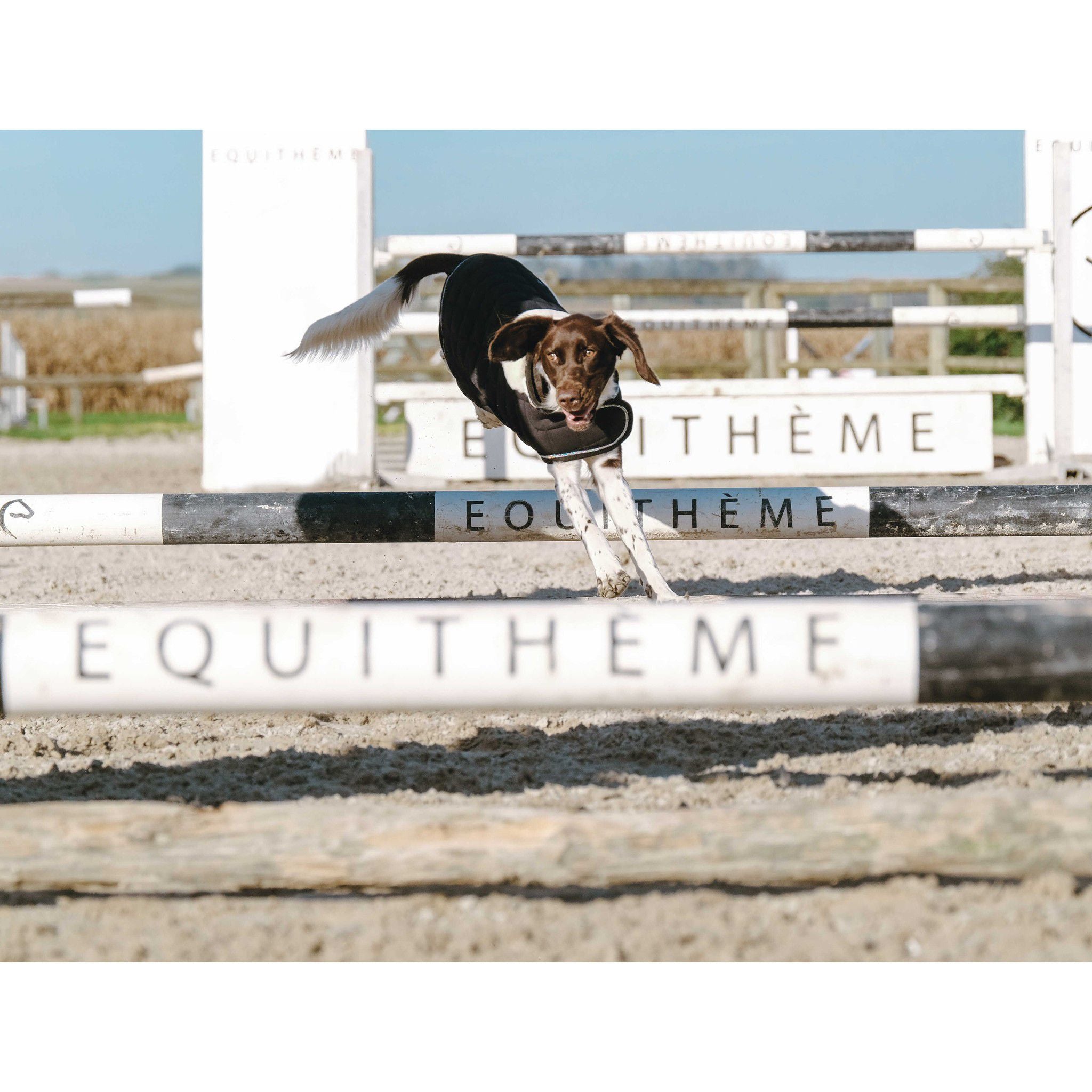 Je t'aime EQUITHÈME Velours dog rug Black 409037240