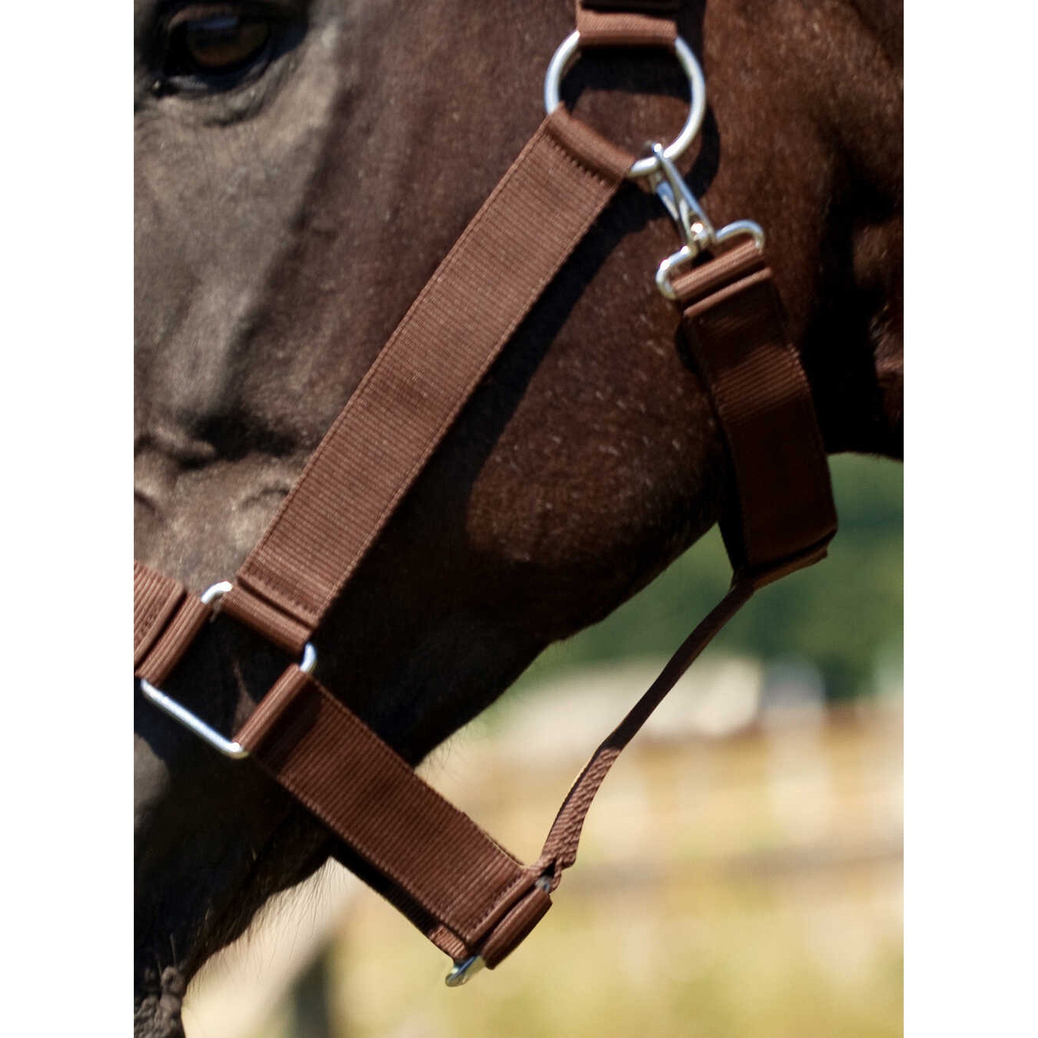 Draught horse nylon headcollar NORTON Brown 510193004