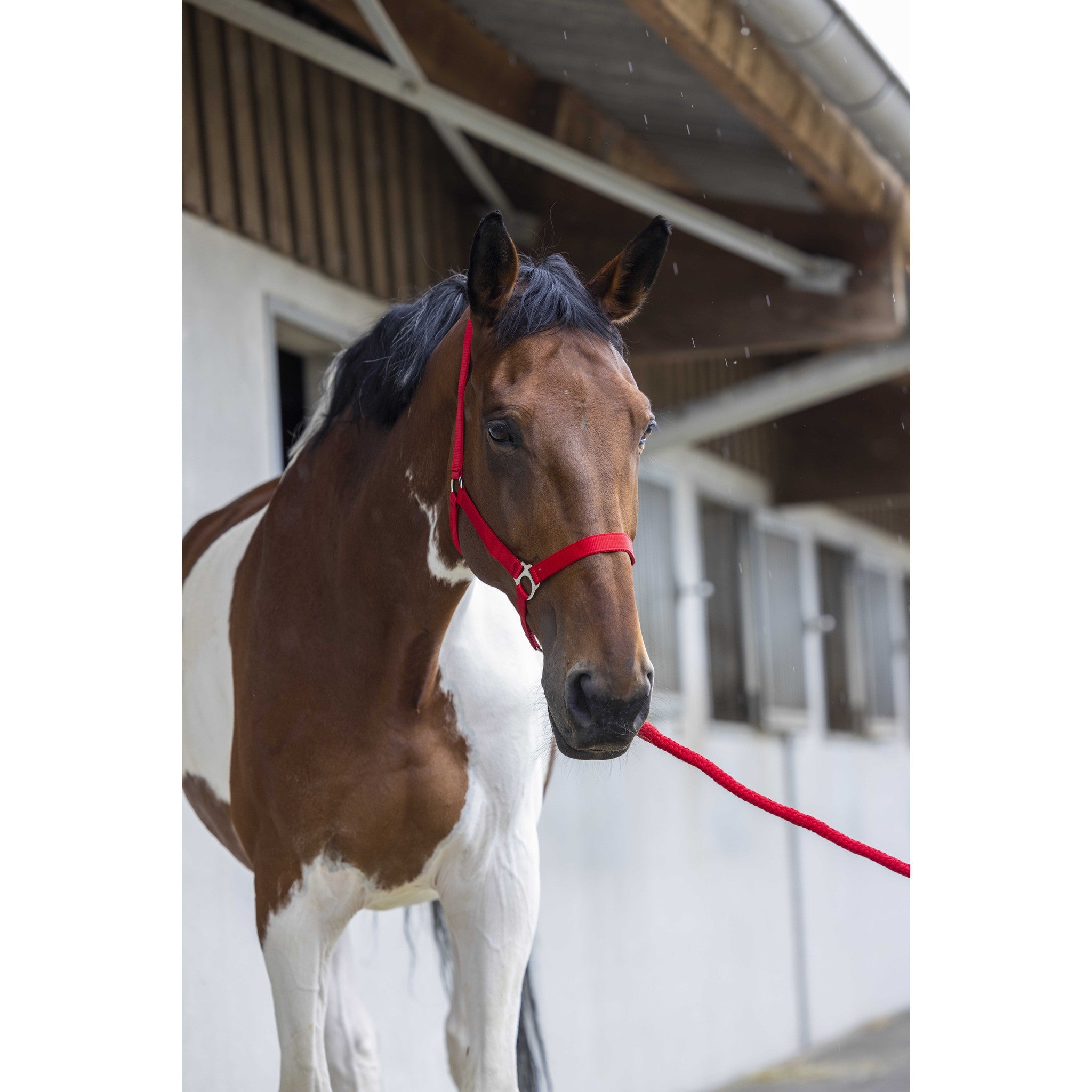 Riding World Club Headcollar and leadrope set Red 510118303