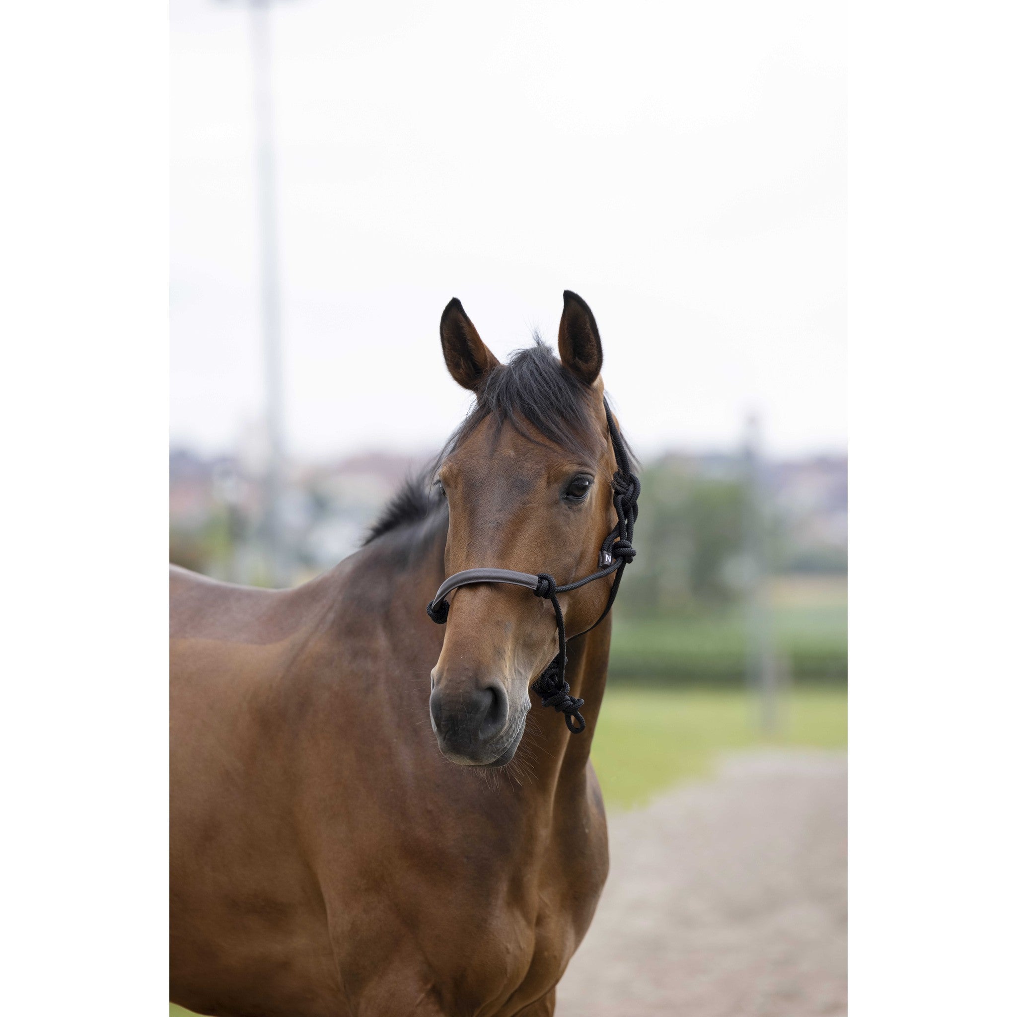 Norton synthetic rope Ethological Halter Black 510157302