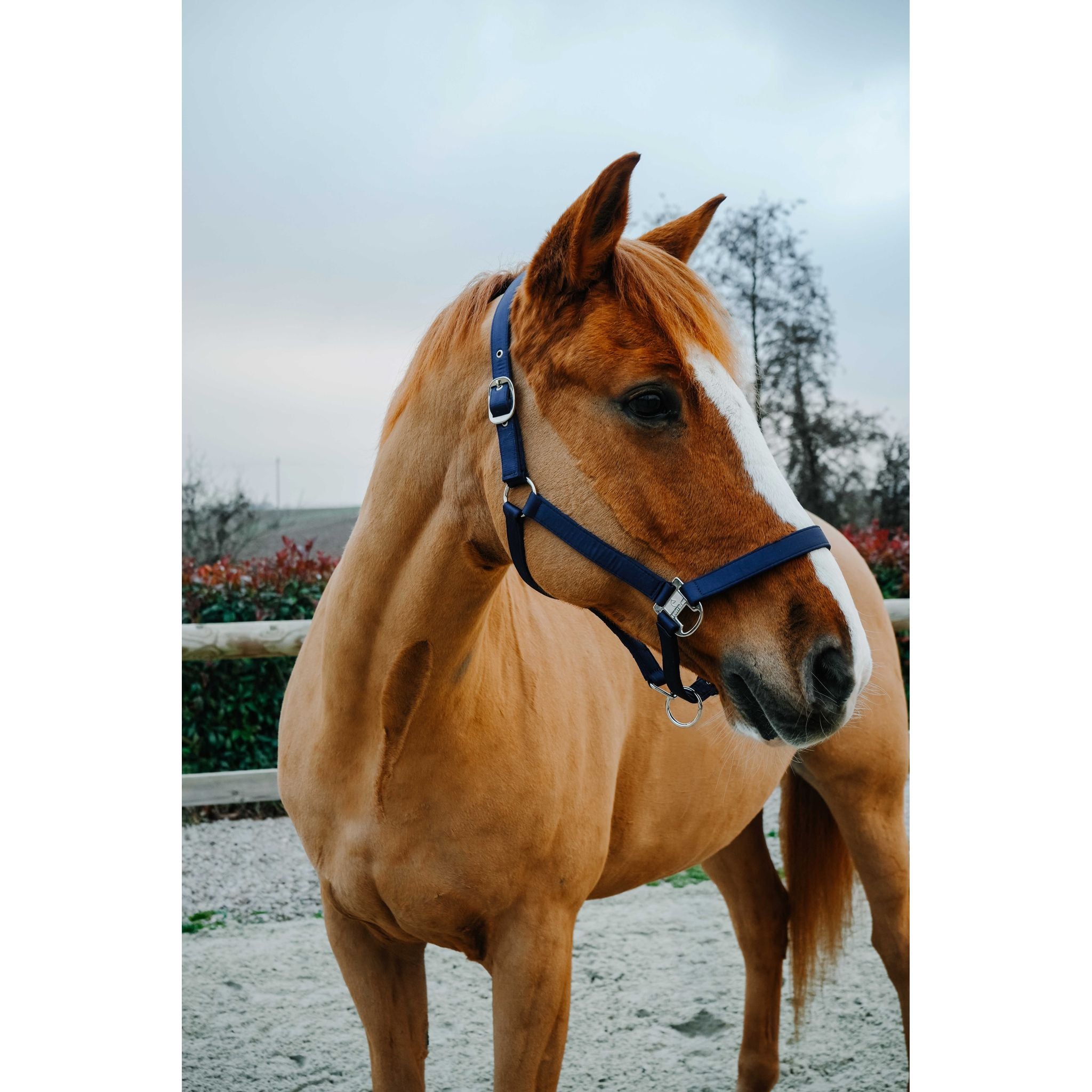 EQUITHEME Opal Halter Navy blue - 510276307_ambi_2