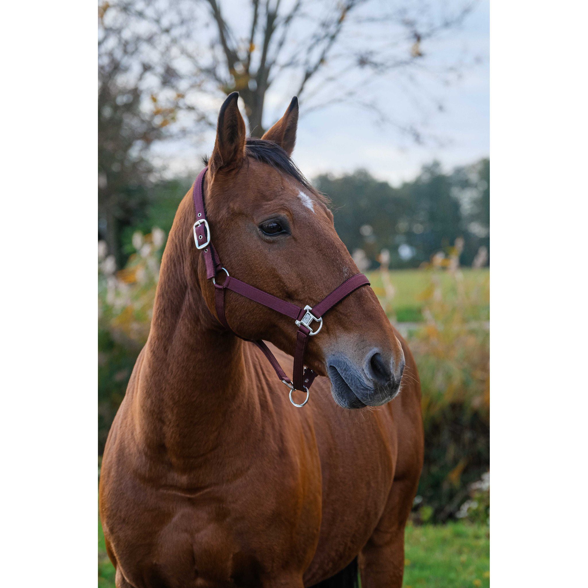 EQUITHÈME Spring Halter Burgundy 510257033