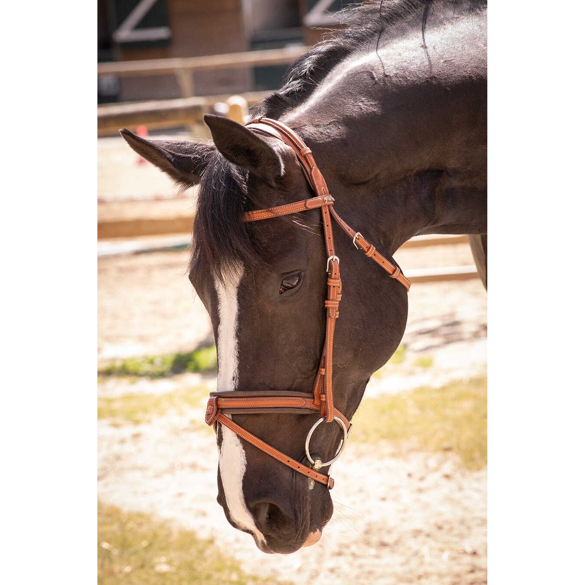 Penelope Elegance Bridle Cognac - 301605314_ambi_13