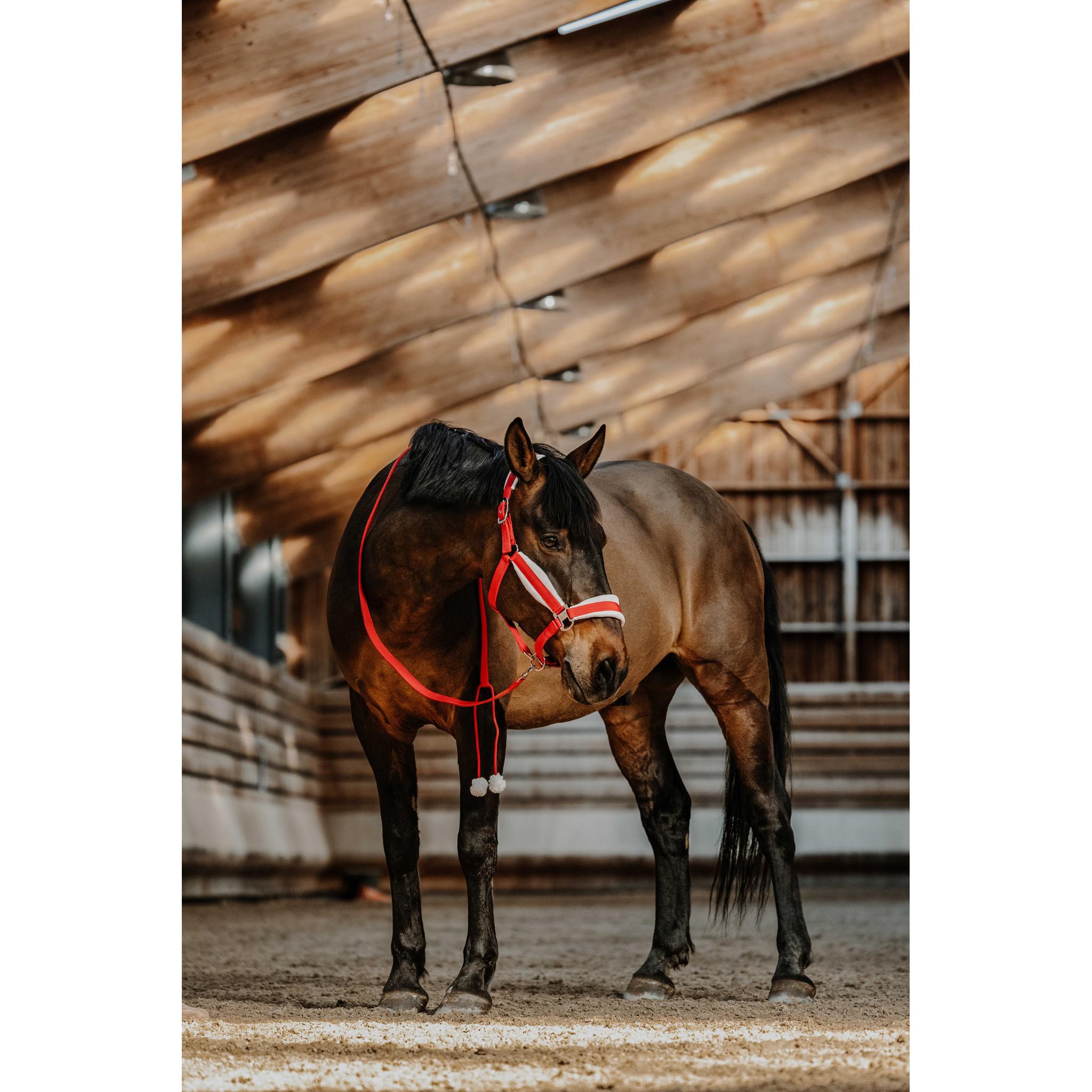 EQUITHÈME Xmas Halter and Lead Rope Red 510622303