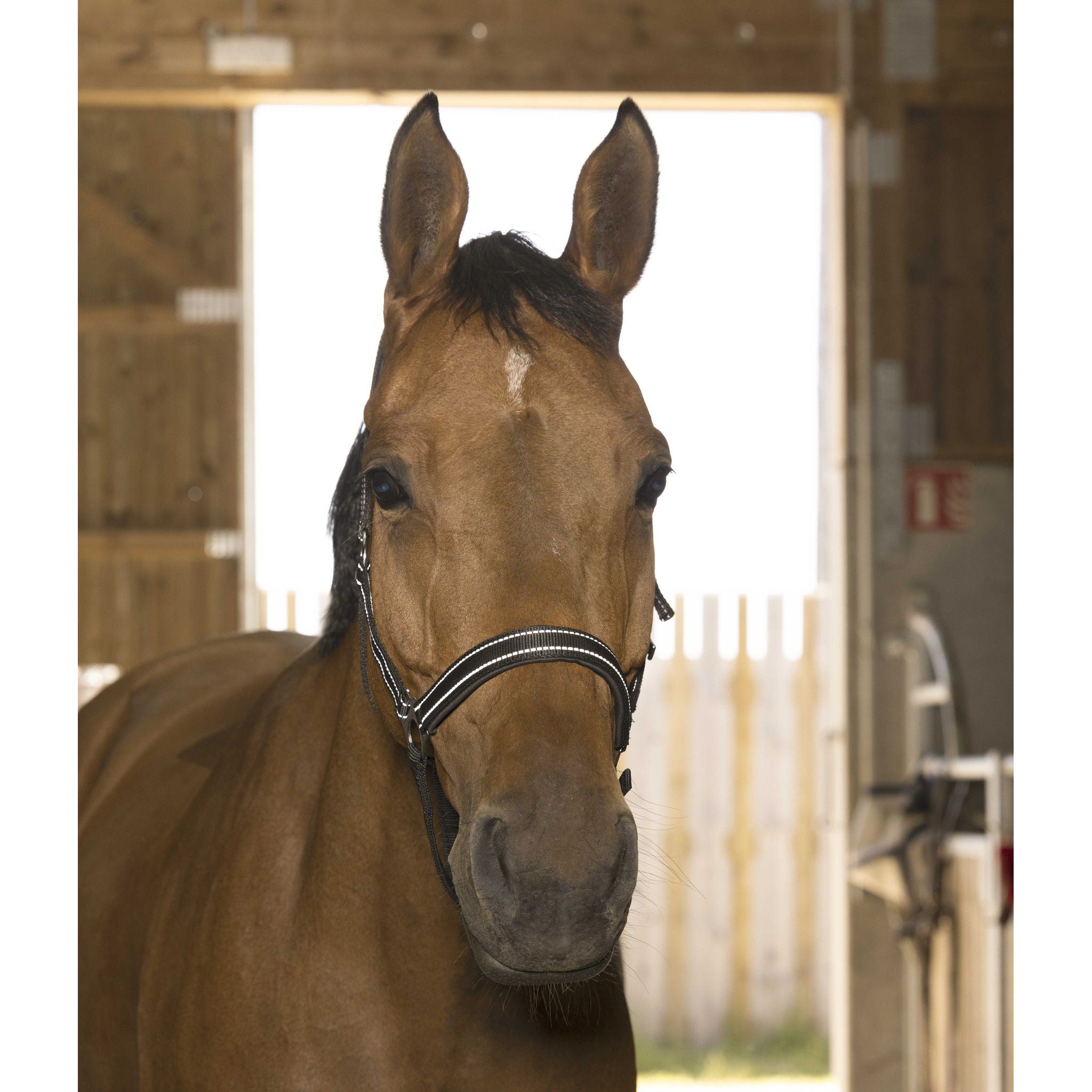 Norton Reflective halter Black 510630302