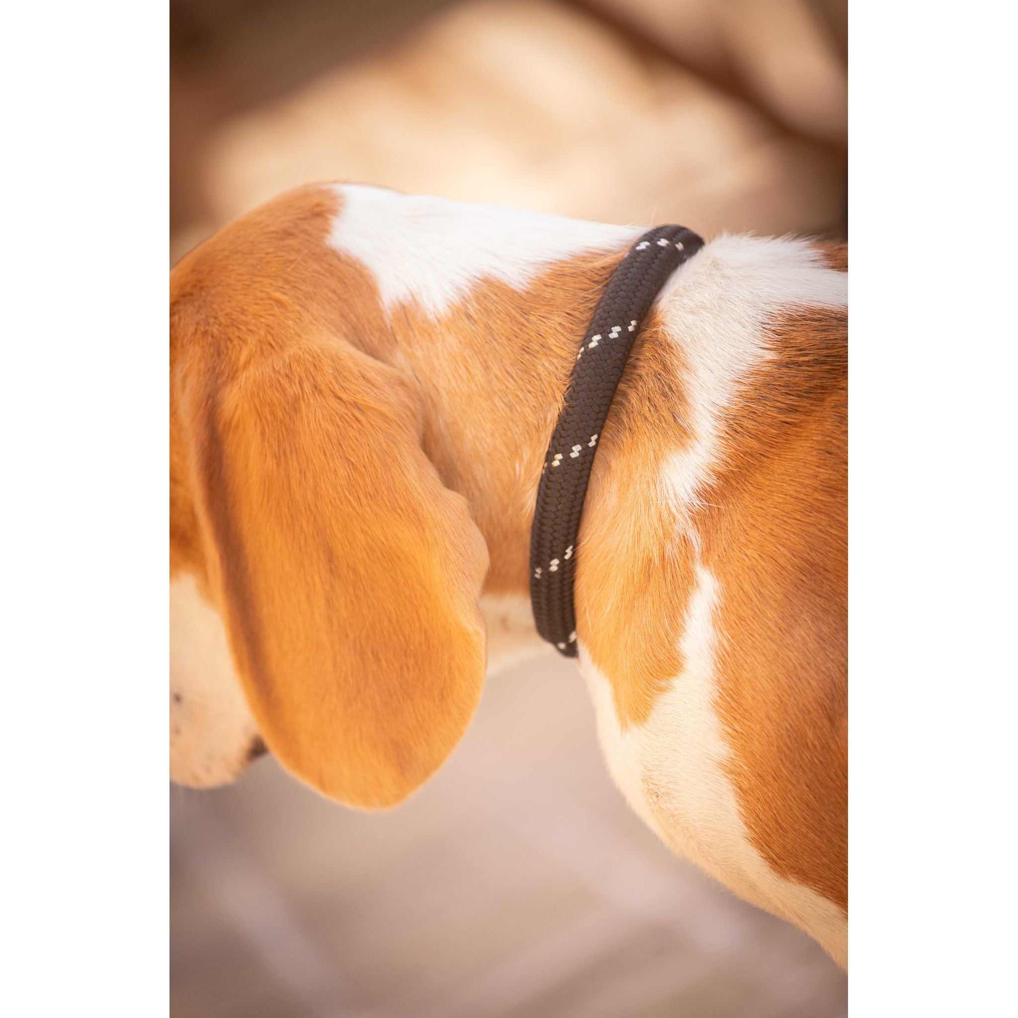 Pénélope Billie Dog Collar Black 409826240