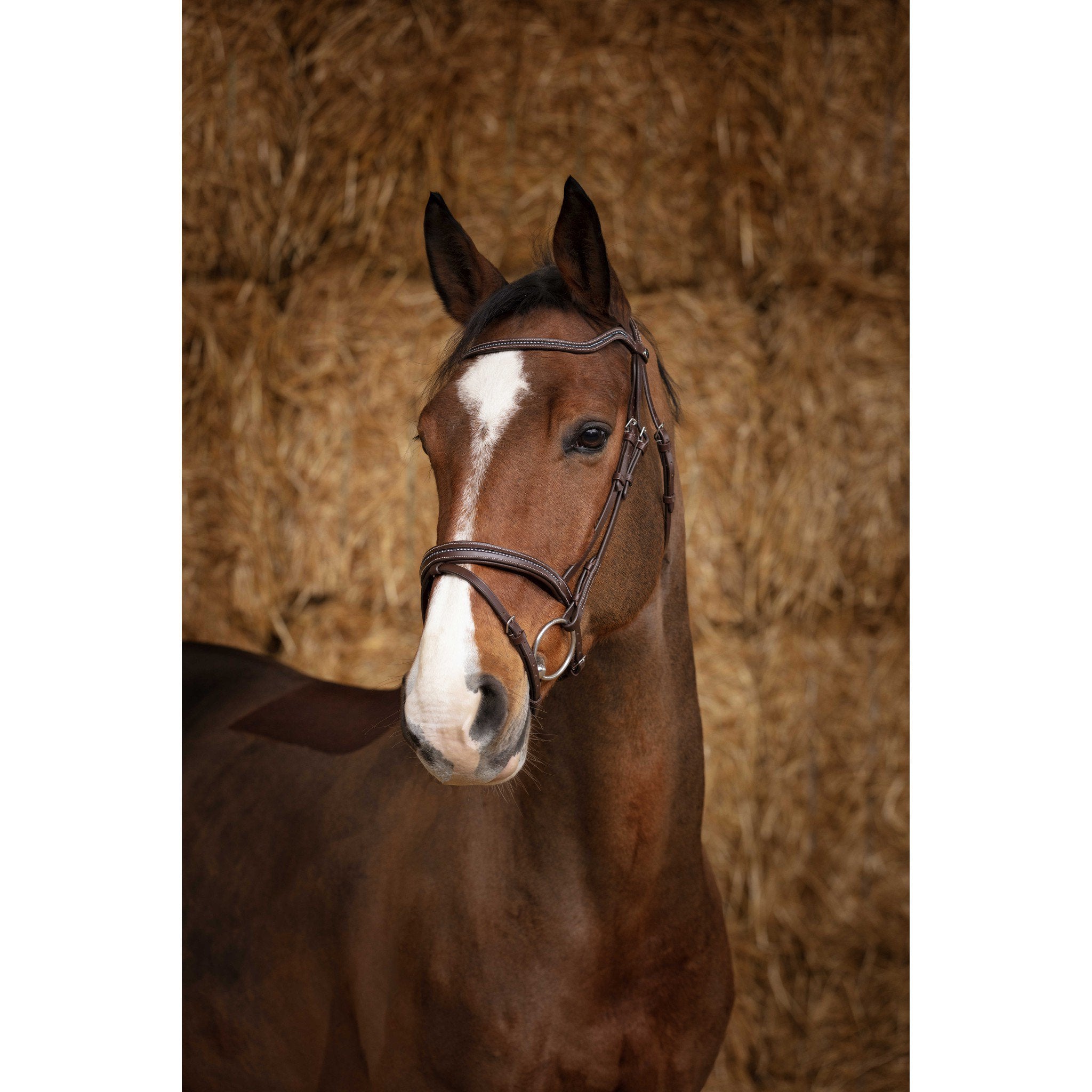 Norton Pro Perle Bridle Havana 301850318