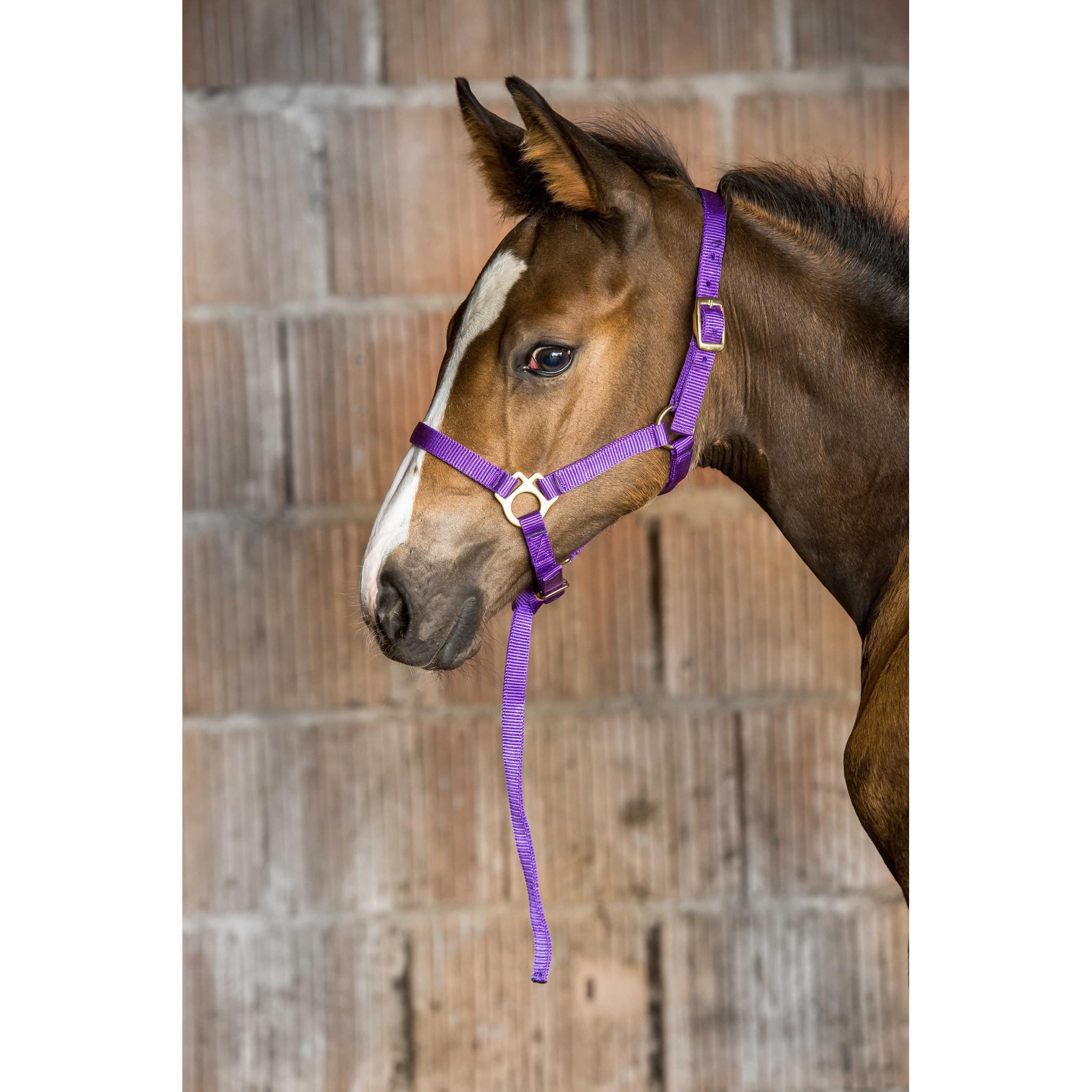 Norton Nylon halter foal Purple 510038015