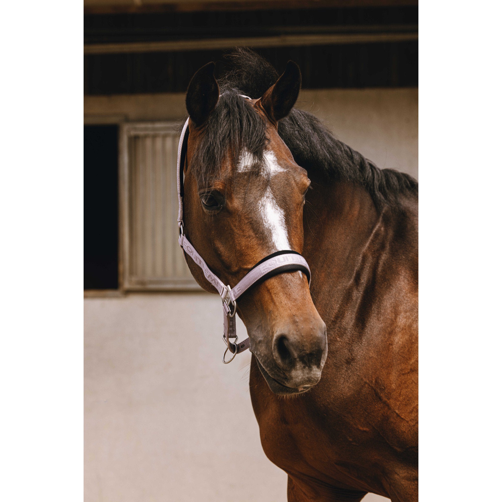 EQUITHÈME Jacquard Halter Lilac 510259316