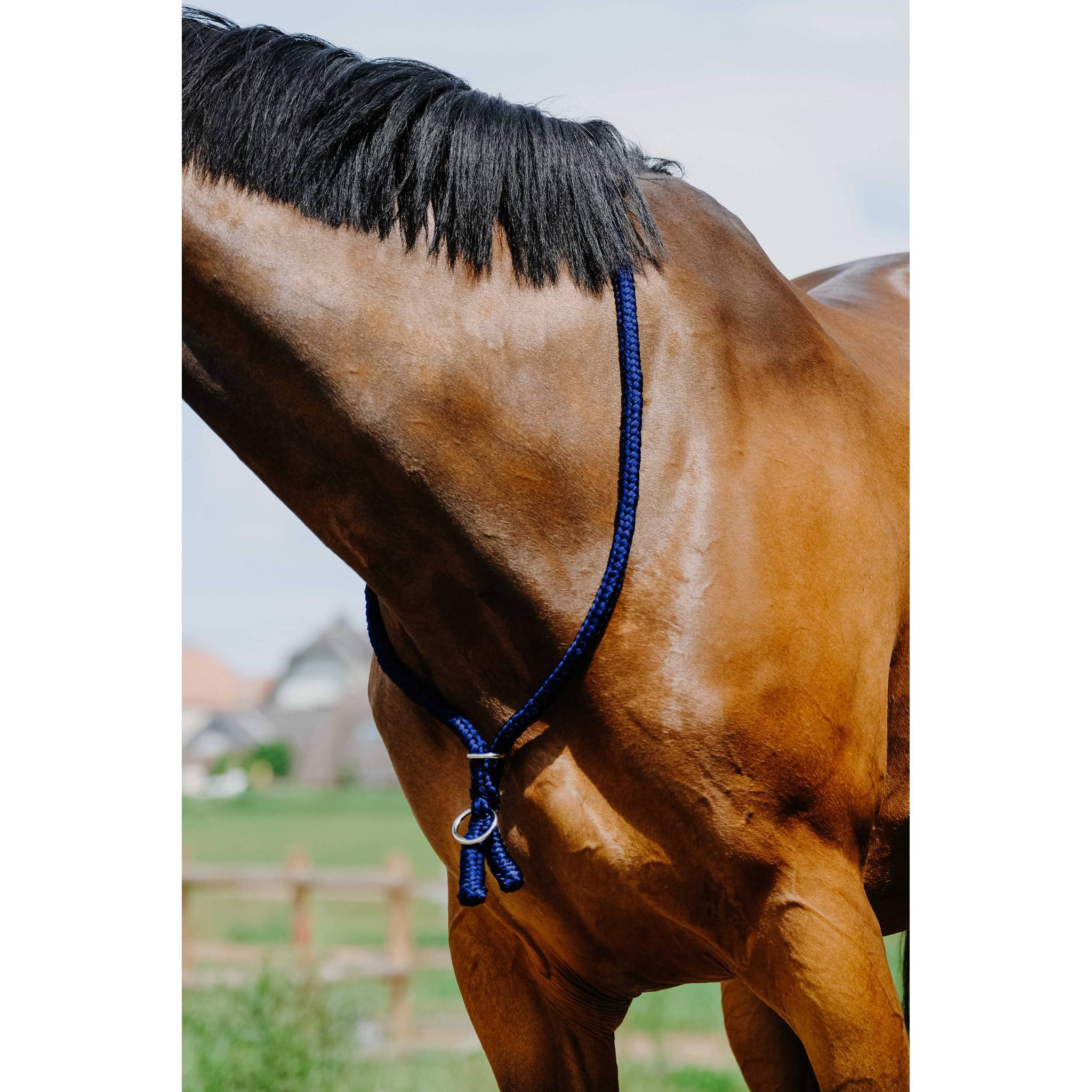Norton Ethological Collar Royal blue 520990006