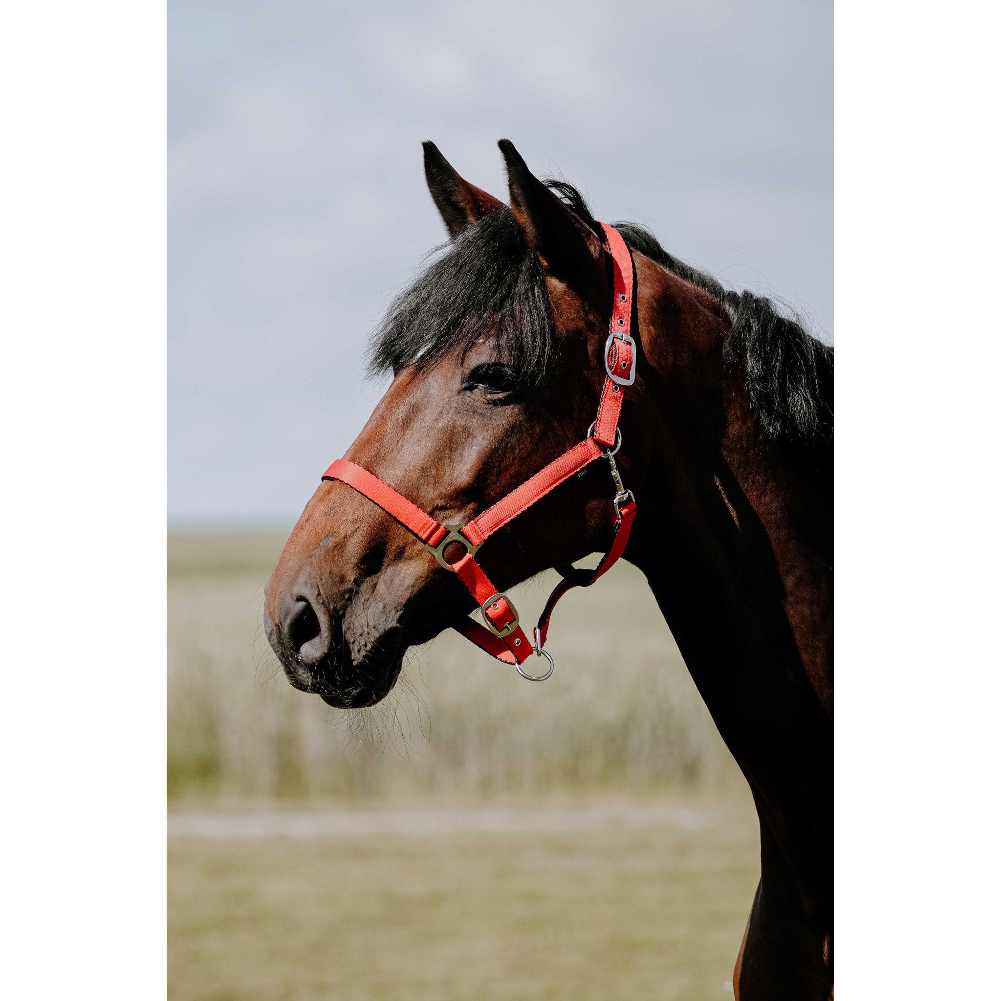 Riding World Cushion Halter Red 510258303