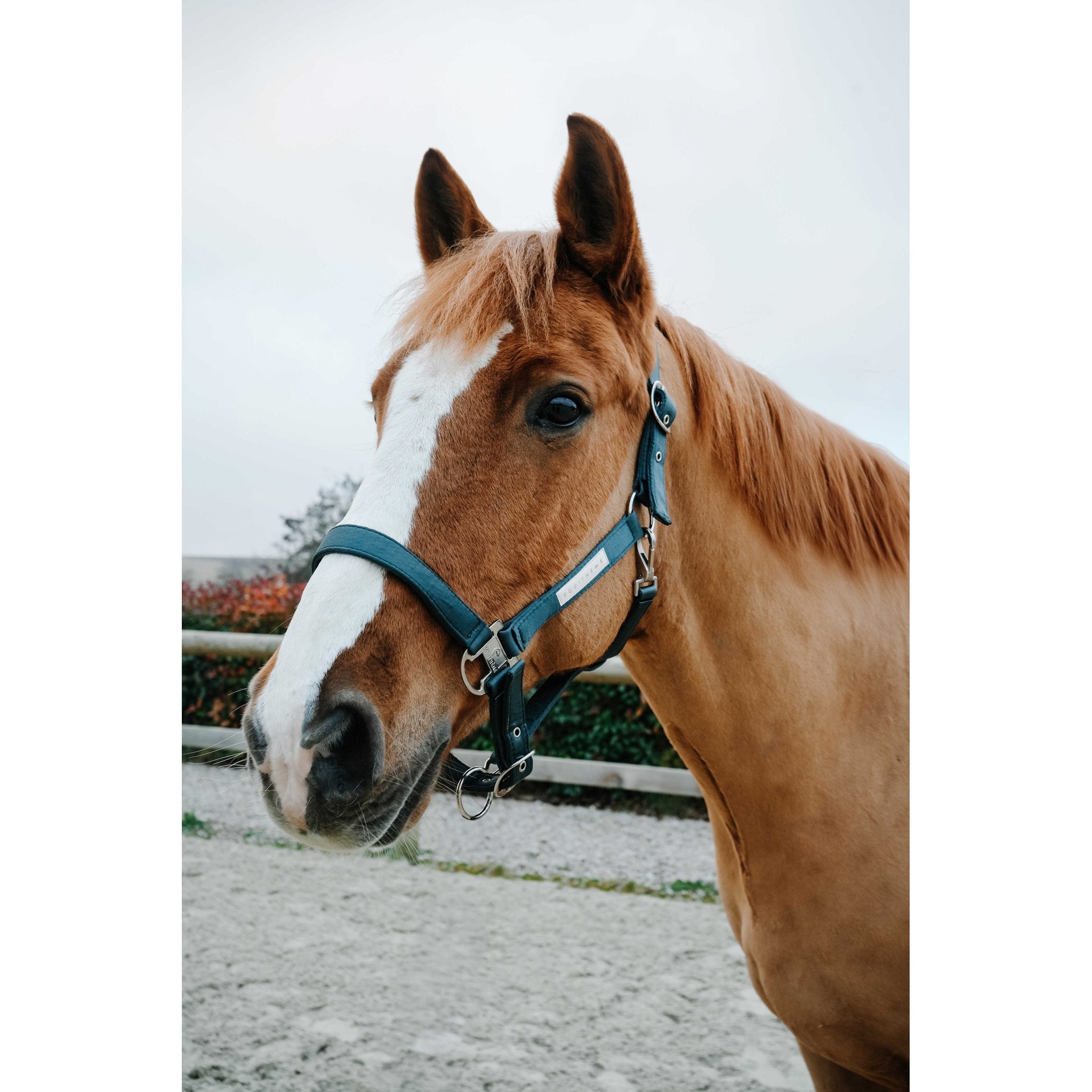 EQUITHEME Opal Halter Khaki - 510276309_ambi_1