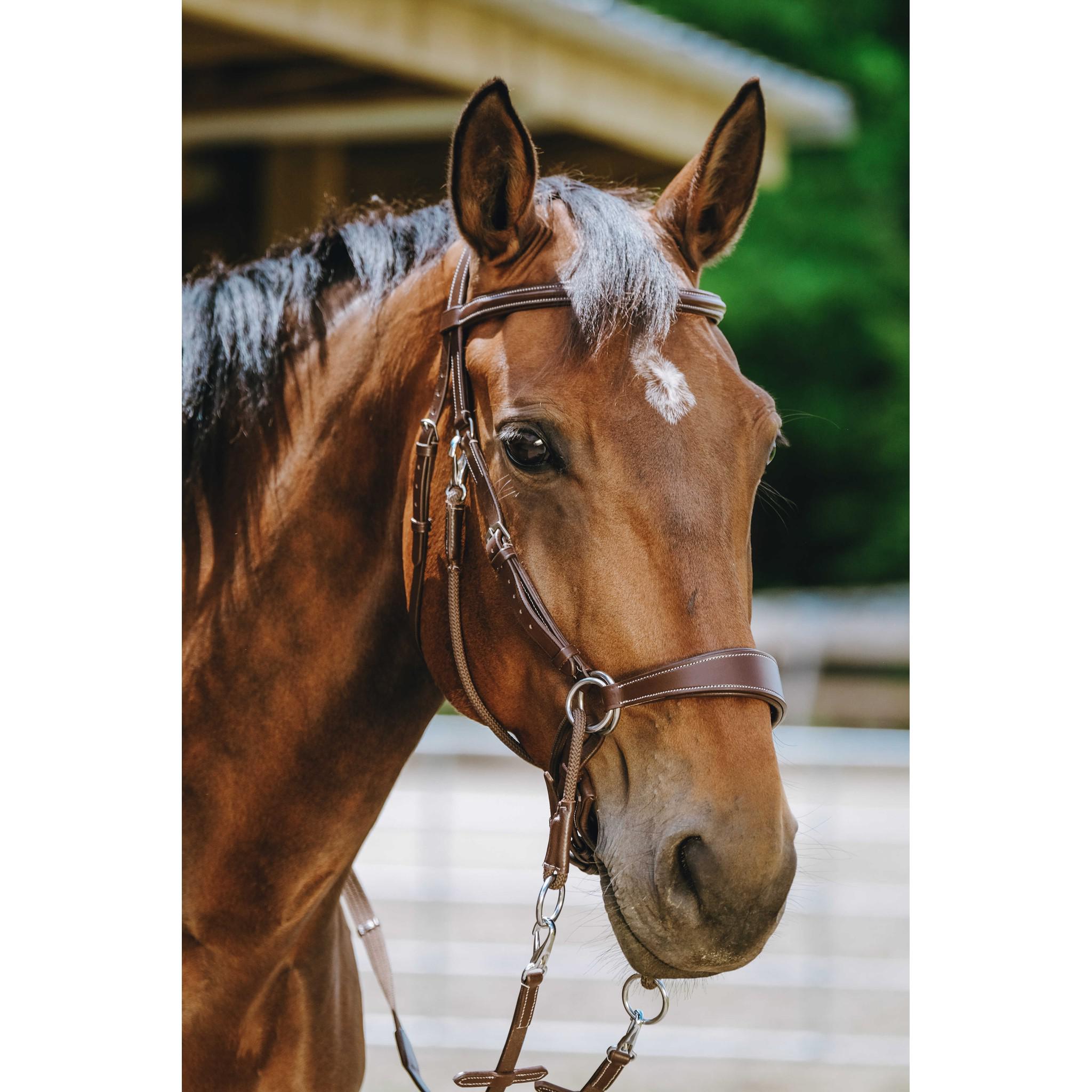 Norton Bitless Bridle Havana 301803318