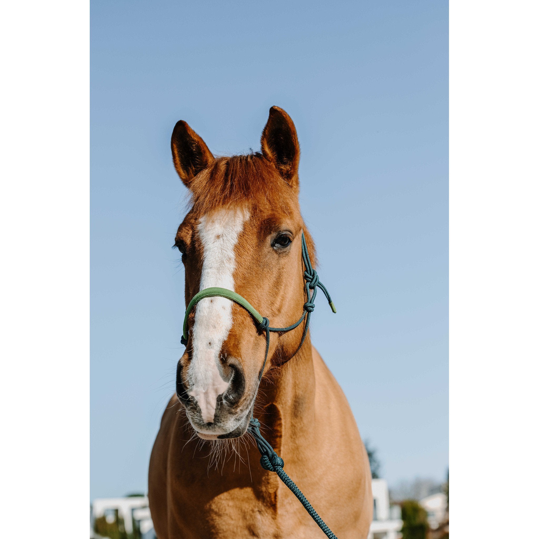 Norton Suede Rope Halter and Lead Set Dark green/Light green 510270809