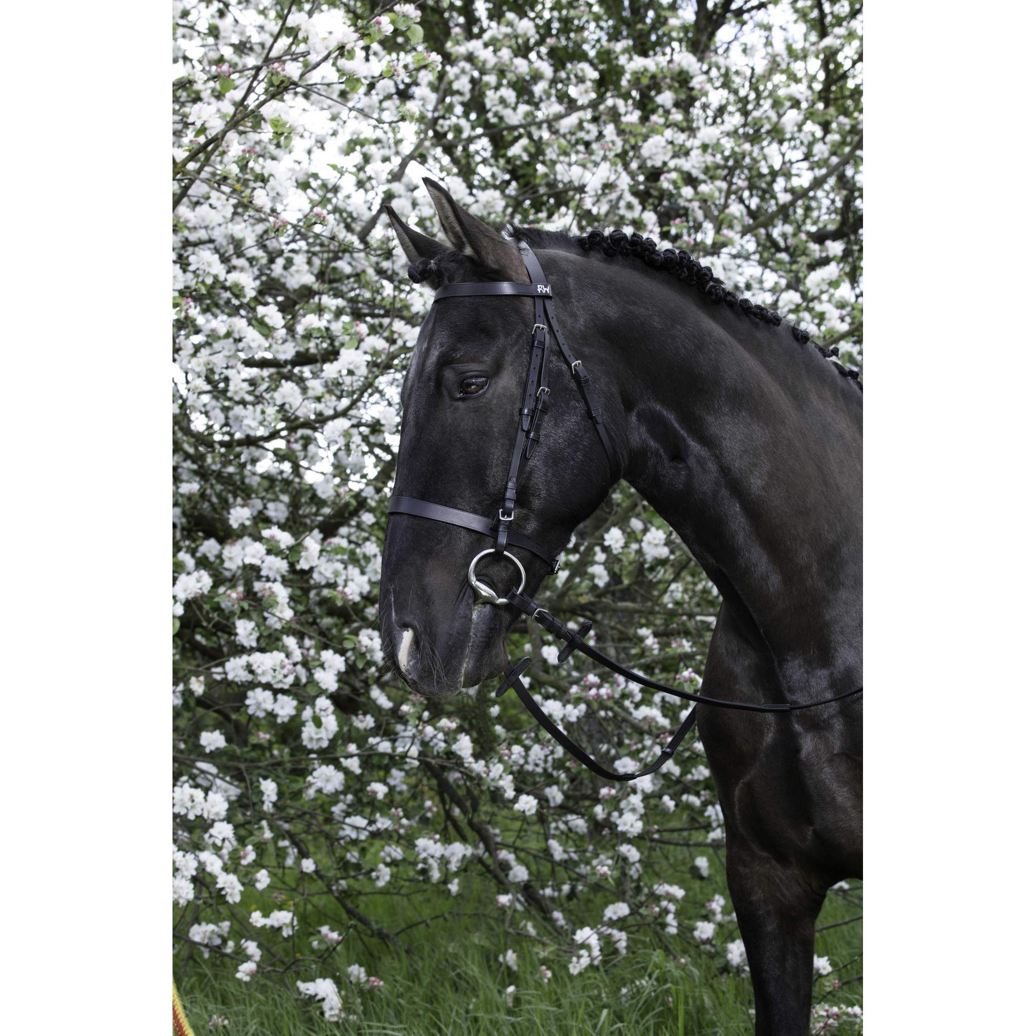 Bridle Riding World french noseband Black 301003302