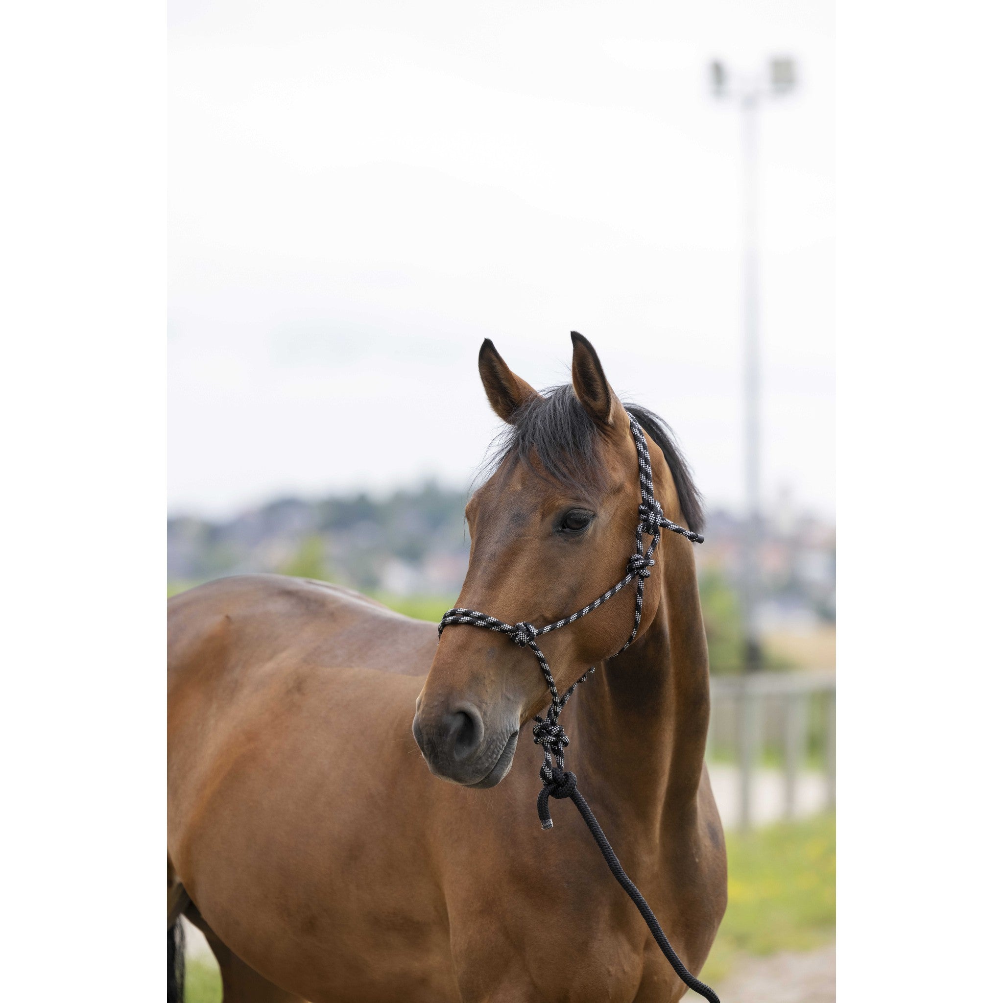 Norton Eco Ethological Halter + Lead Rope Black 510163002