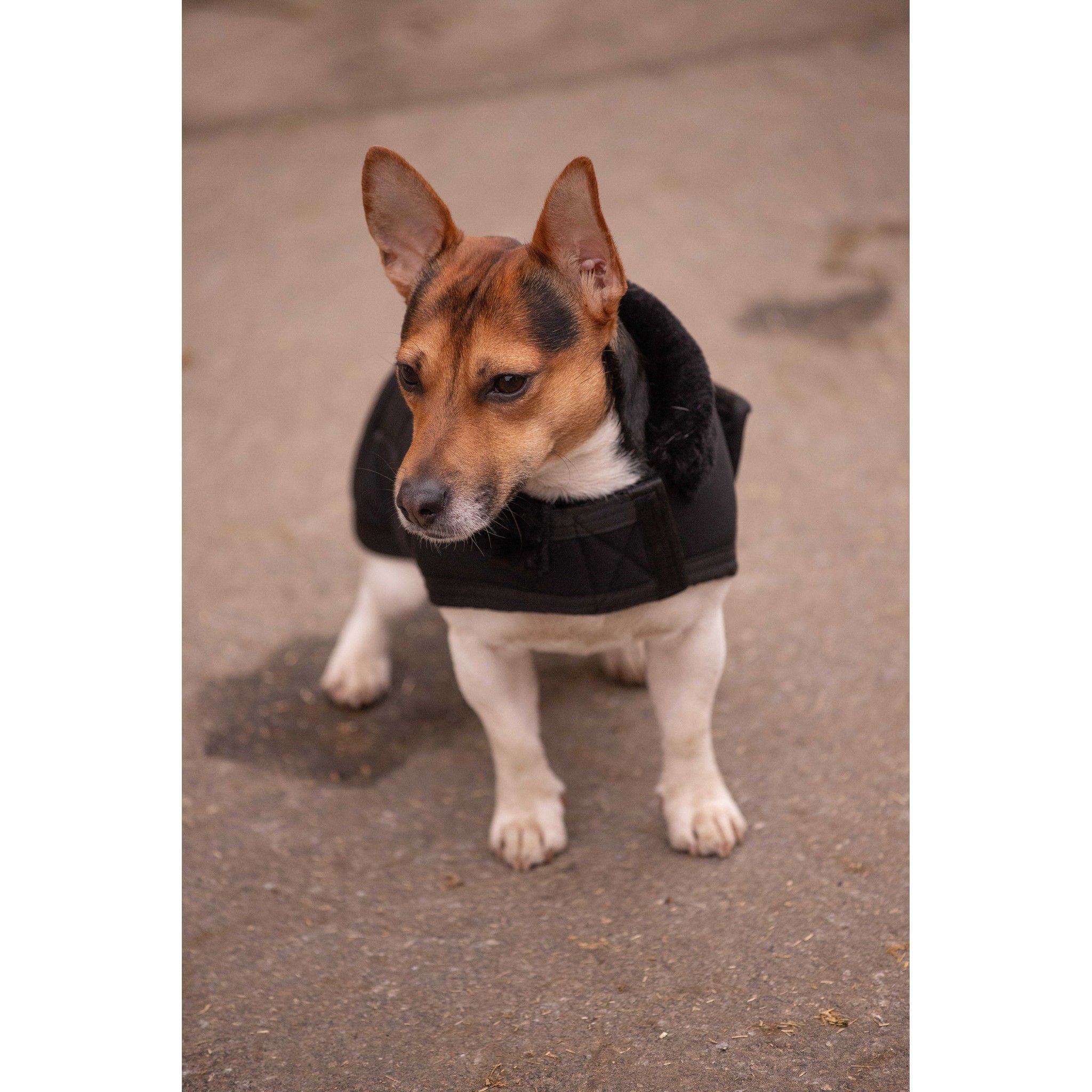 Paddock Sports Diagonal Dog rug Black 409850230