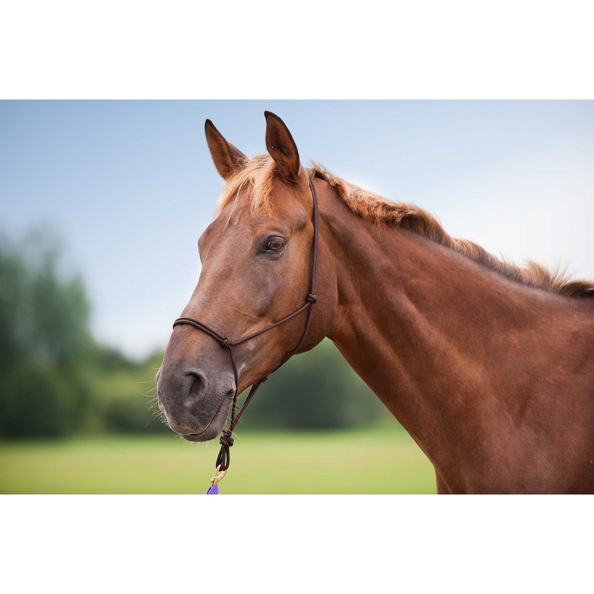 Norton Soft ethological halter Brown 510156004