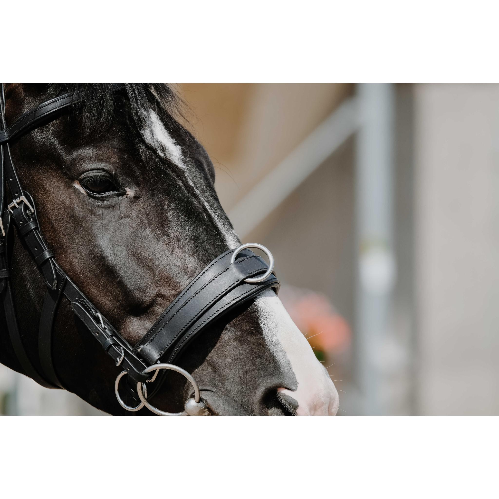 Norton Wide cavesson Black 306313302