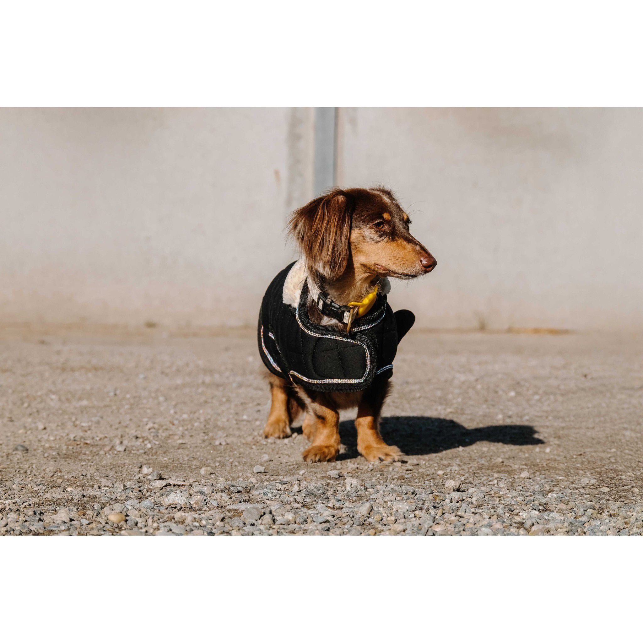 Je t'aime EQUITHÈME Velours dog rug Black 409037240