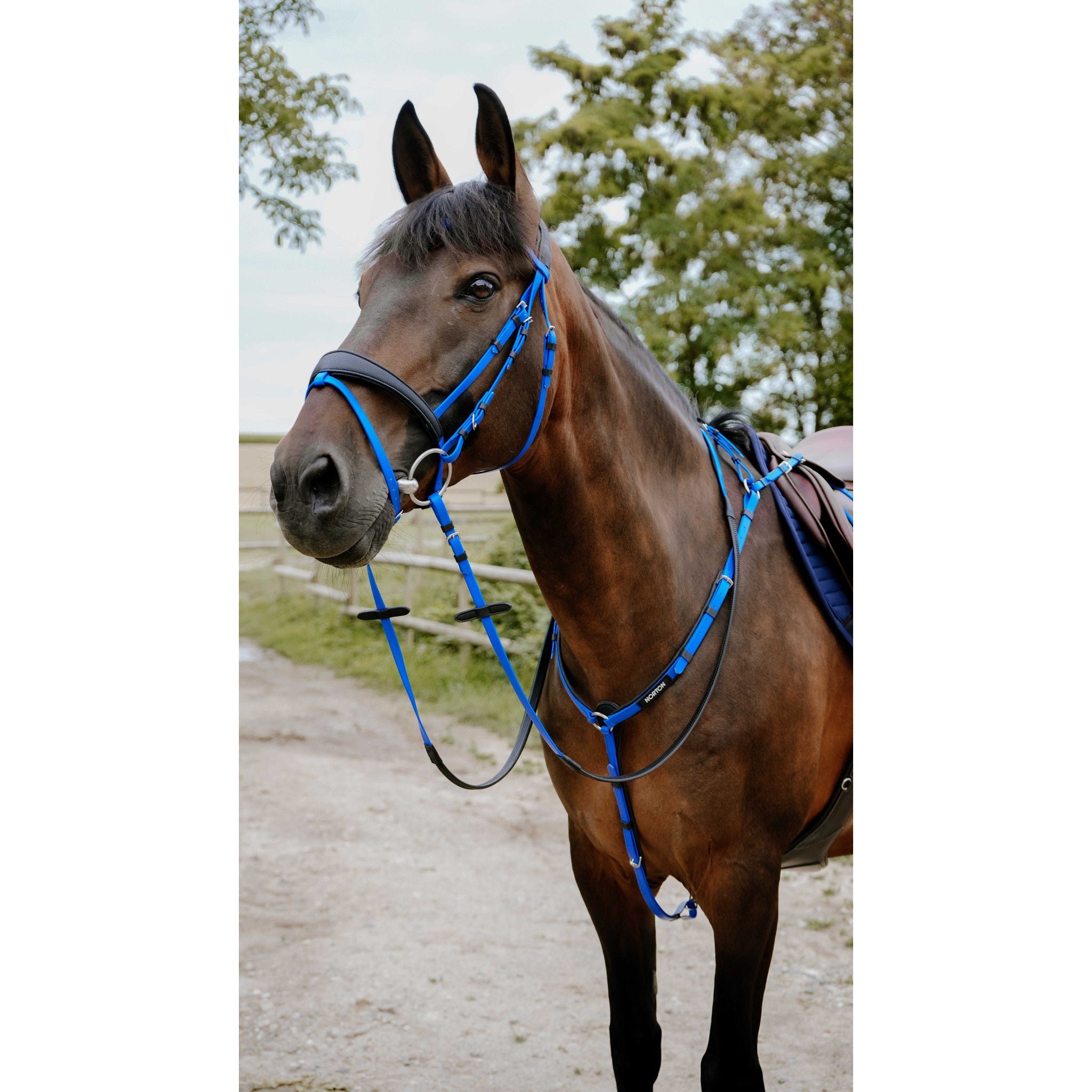 Norton Pop Bridle Royal blue 301928306