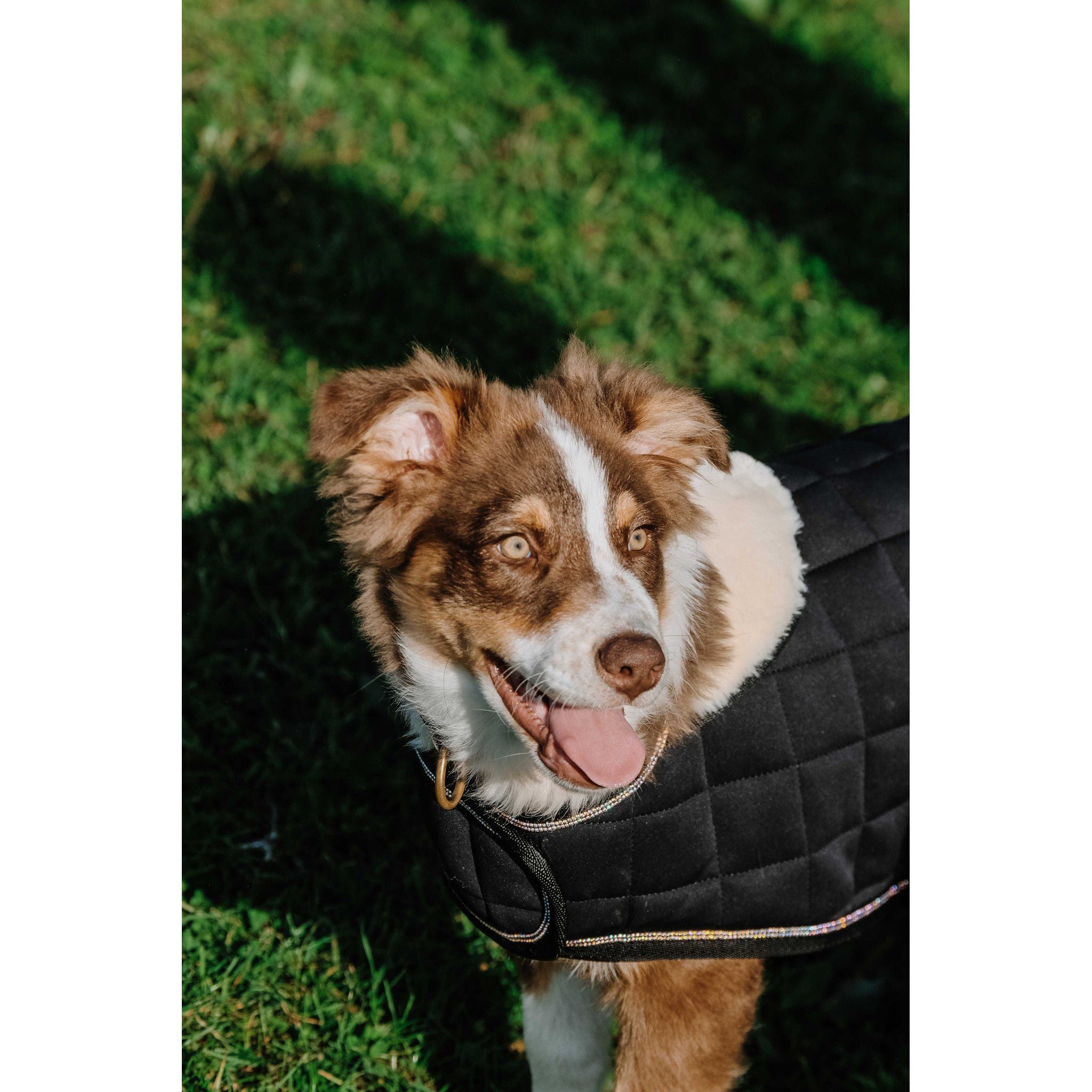 Je t'aime EQUITHÈME Velours dog rug Black 409037240