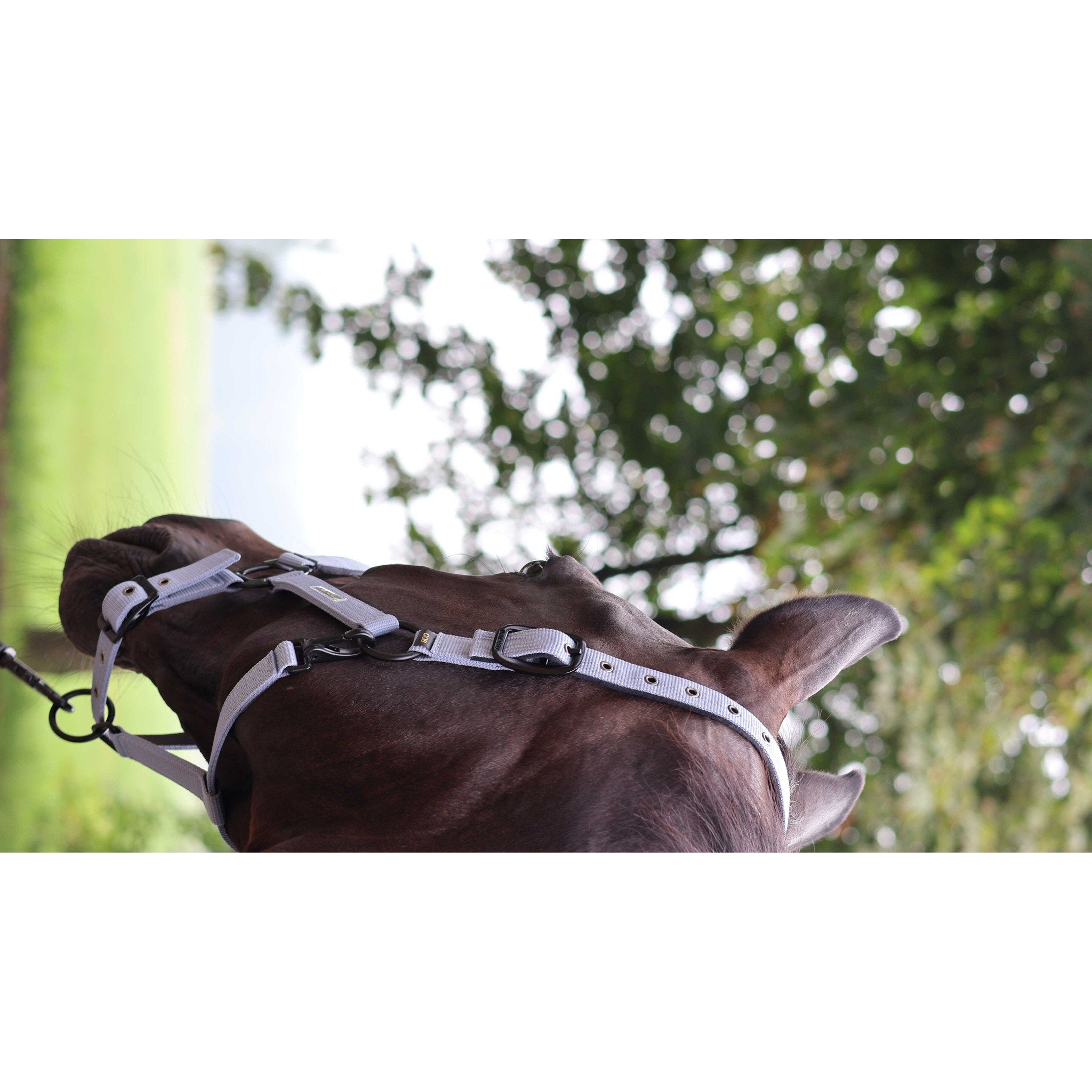 Lami-Cell Midnight Halter Purple 555027216