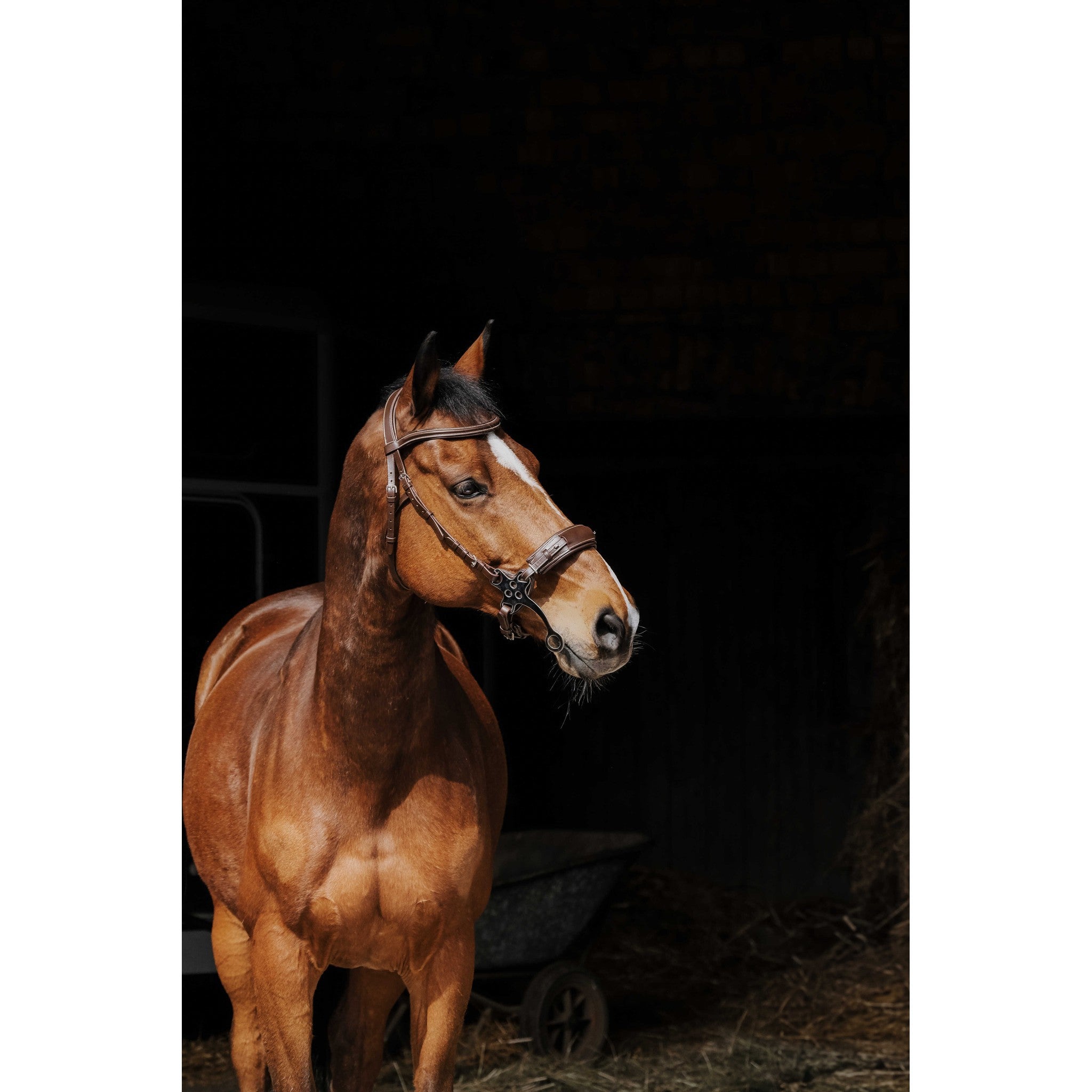 Norton Pro Hackamore Bridle Havana 301899318