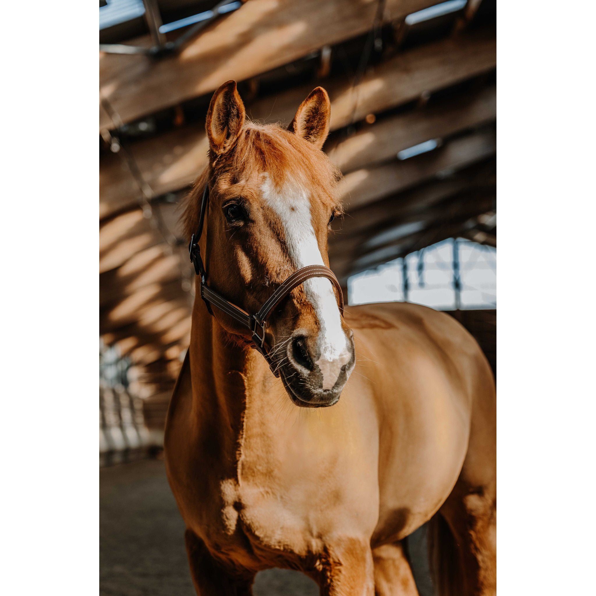 Norton US Halter Havana 510316318