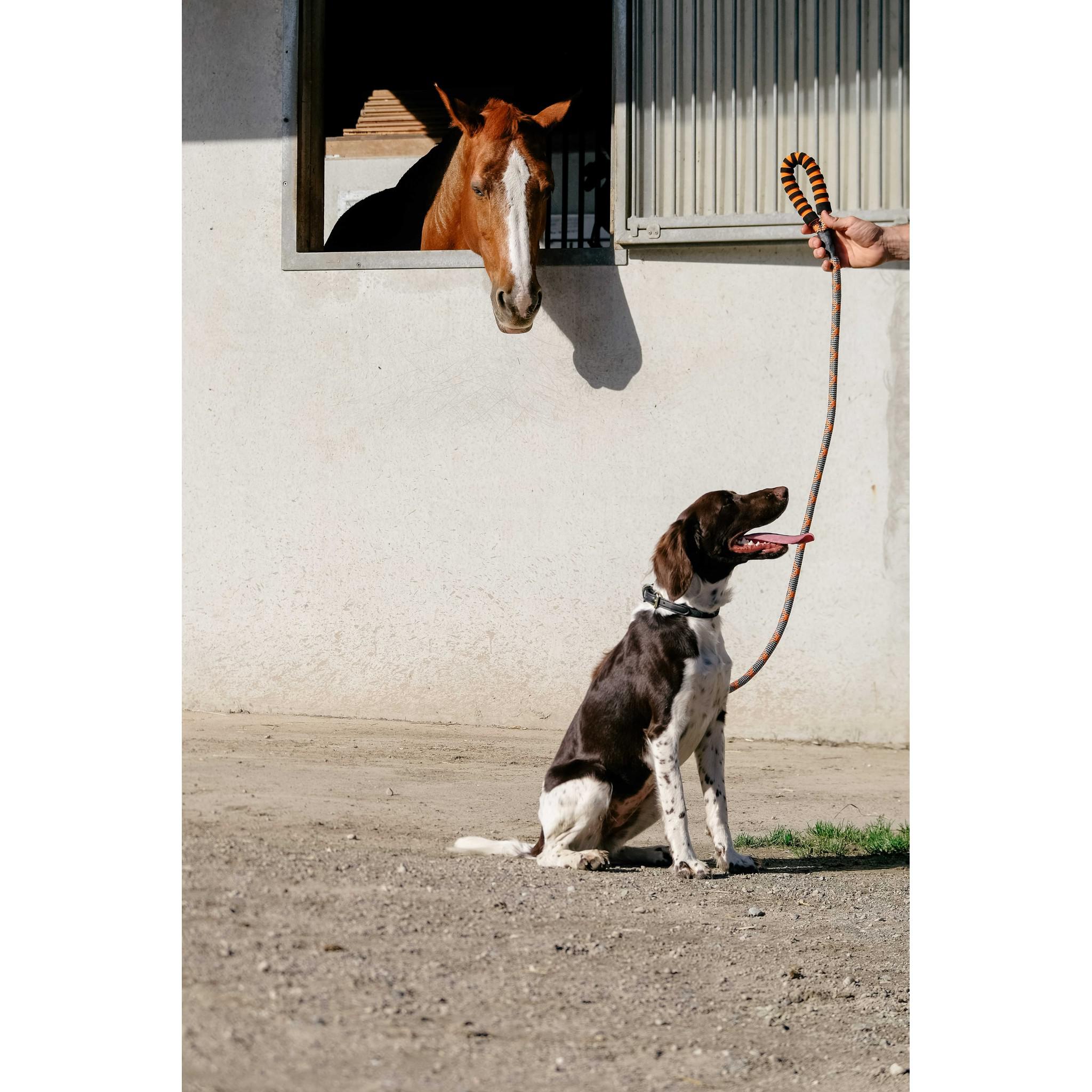 EQUITHÈME Haspen Dog Leash Black/neon orange 409055225