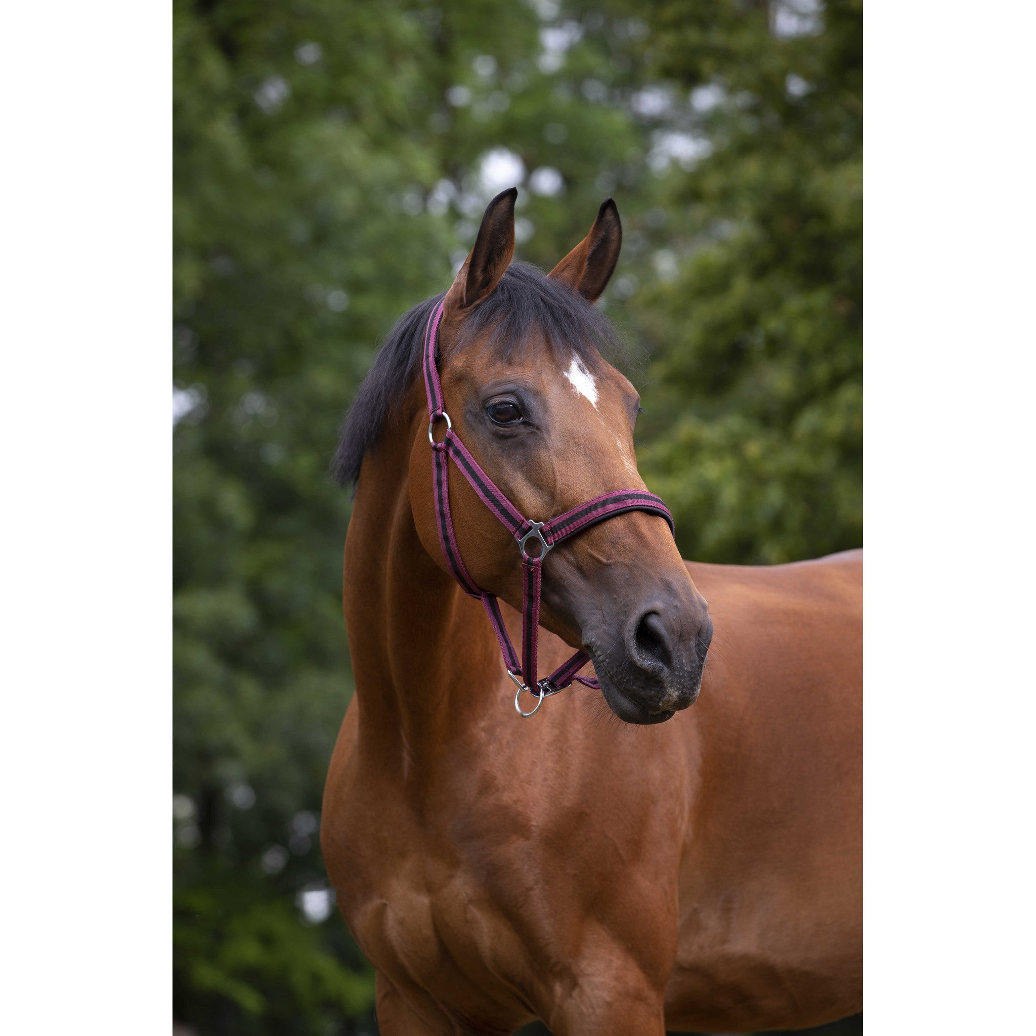 Norton nylon and neoprene lined Halter Burgundy/black 510494332