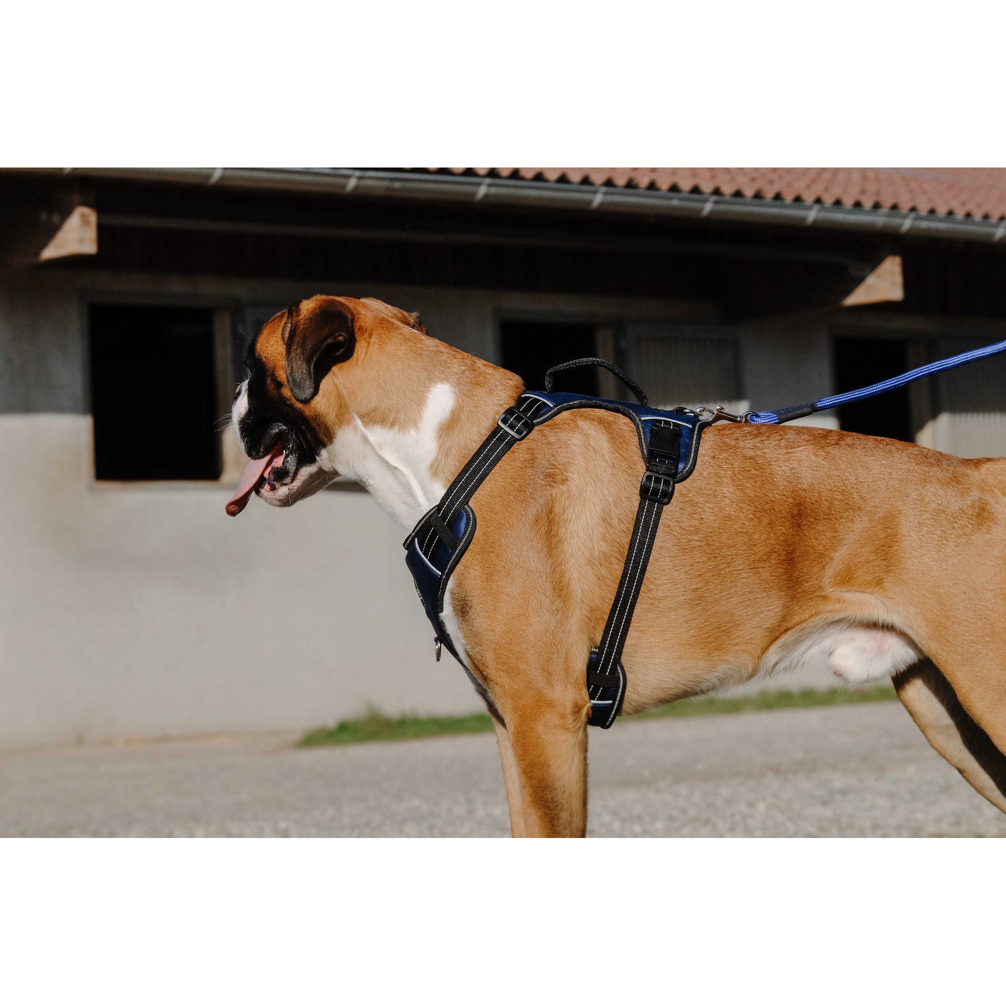 Riding World Simba Dog Harness Navy blue 409059002