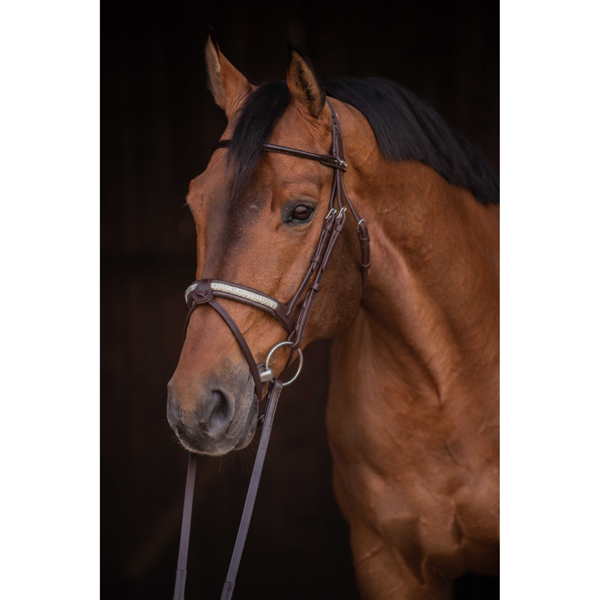 Pénélope Symphonie Bridle Havana 301612318