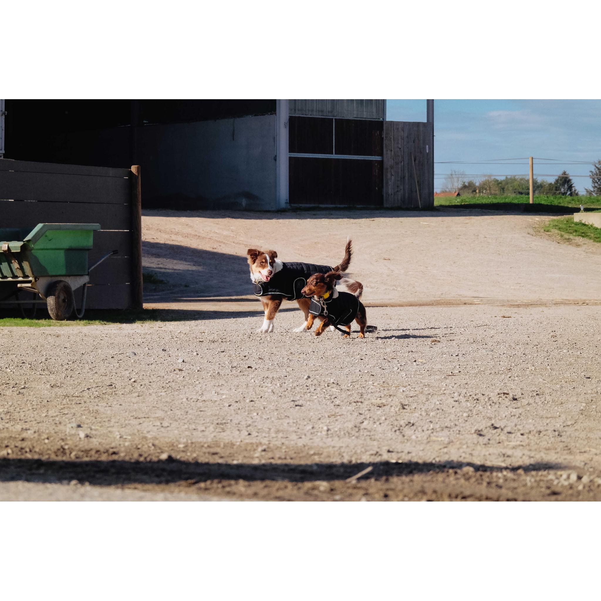 Je t'aime EQUITHÈME Velours dog rug Black 409037240