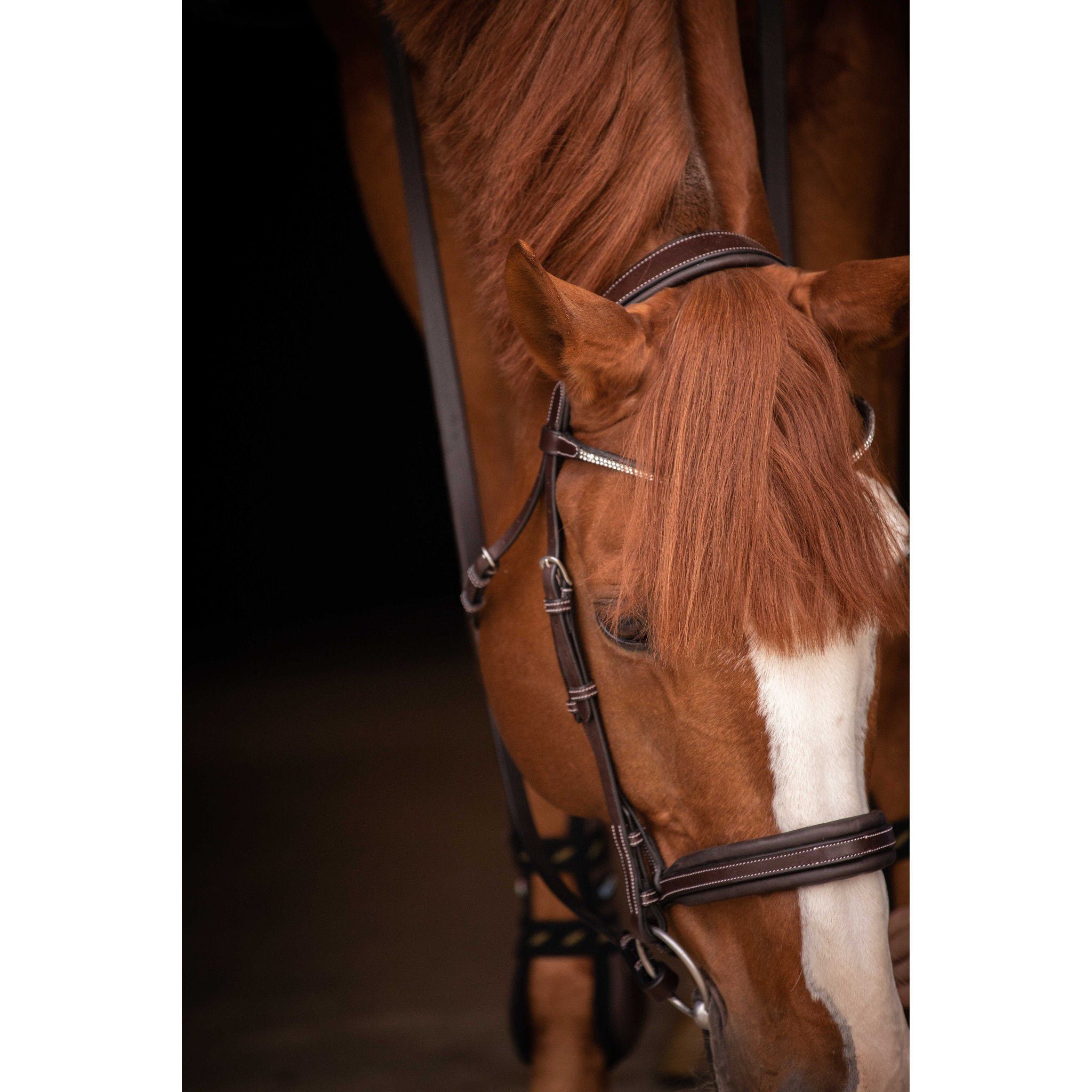 Pénélope Daily Strass Bridle Havana 301613318