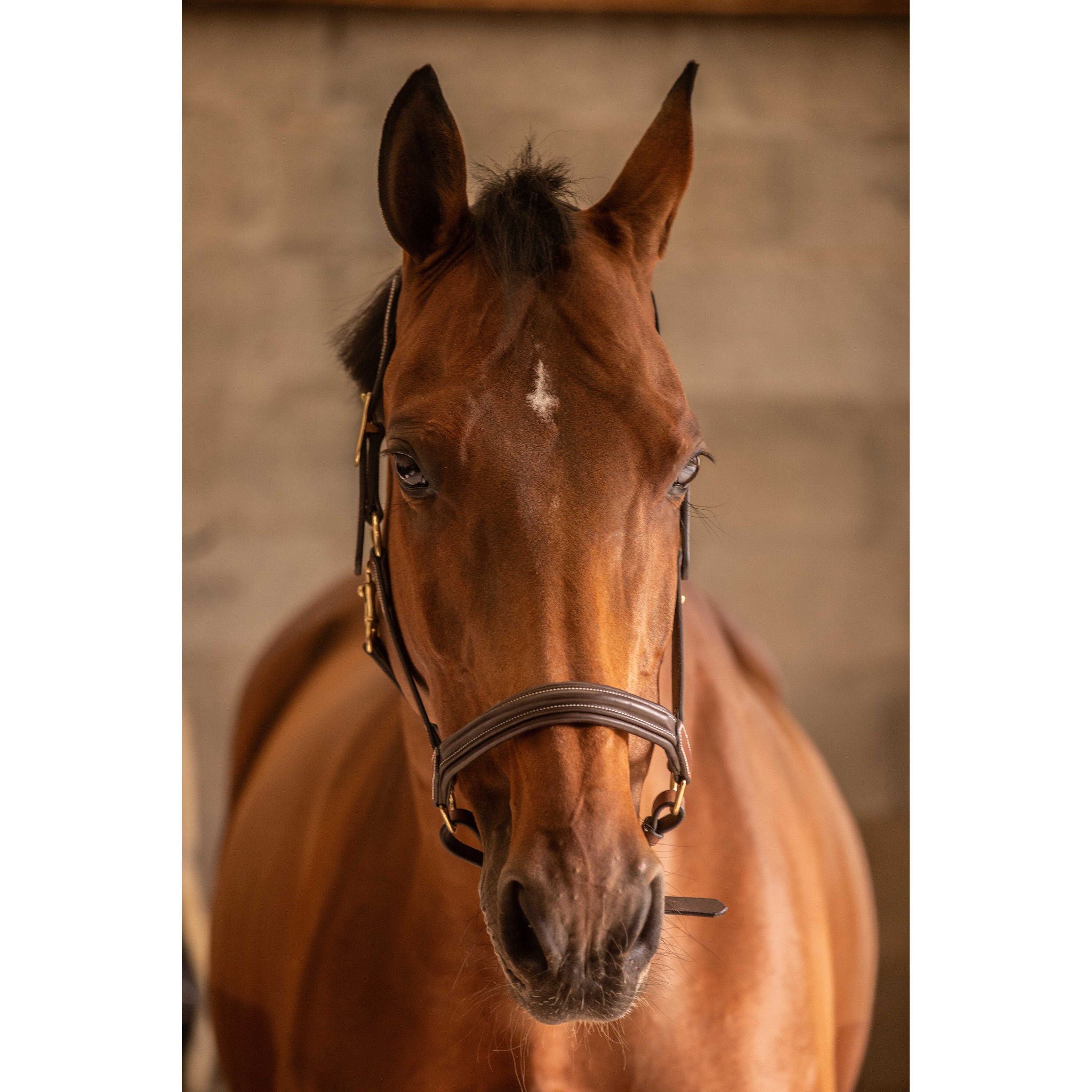 Paddock Sports 3-Snap Halter Havana 301614304