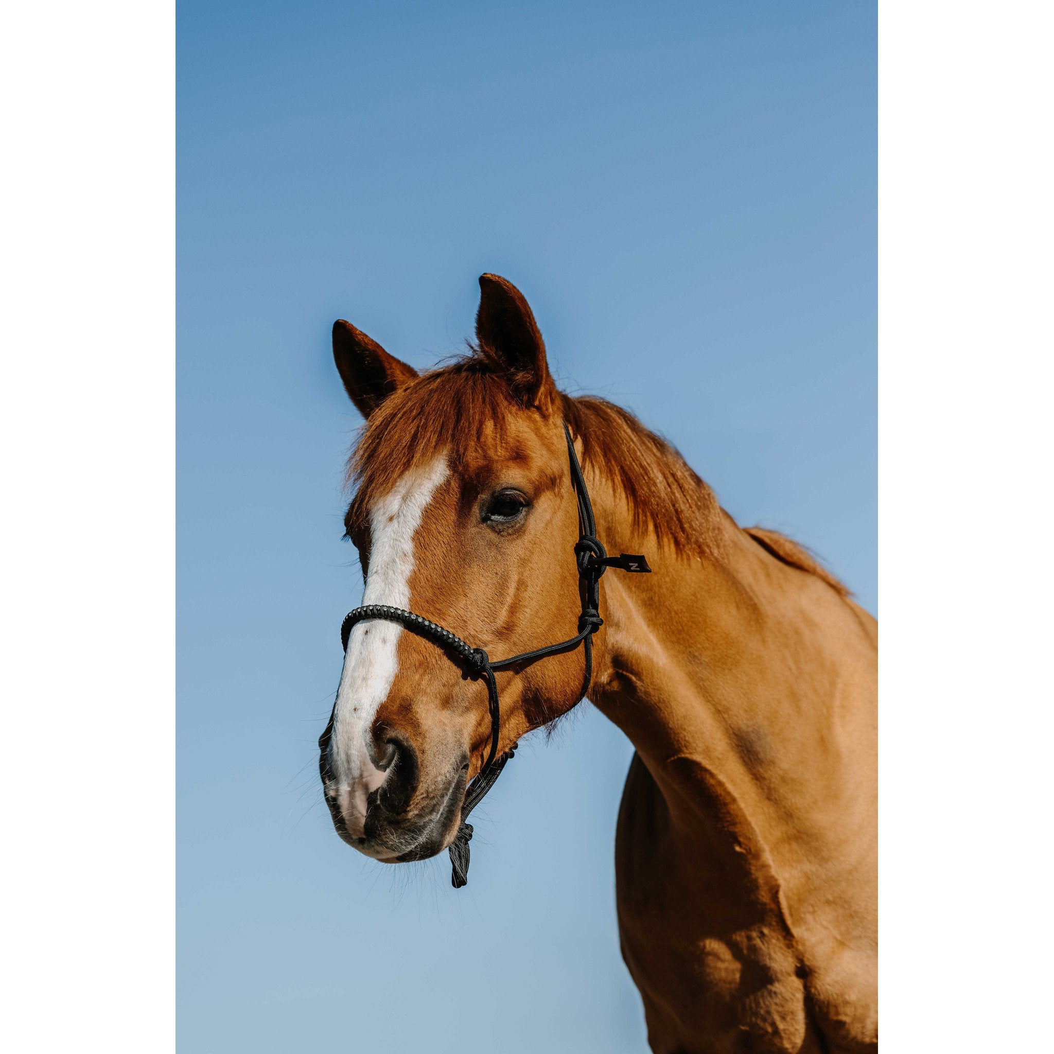 Norton Diams Ethological Halter Black 510268302