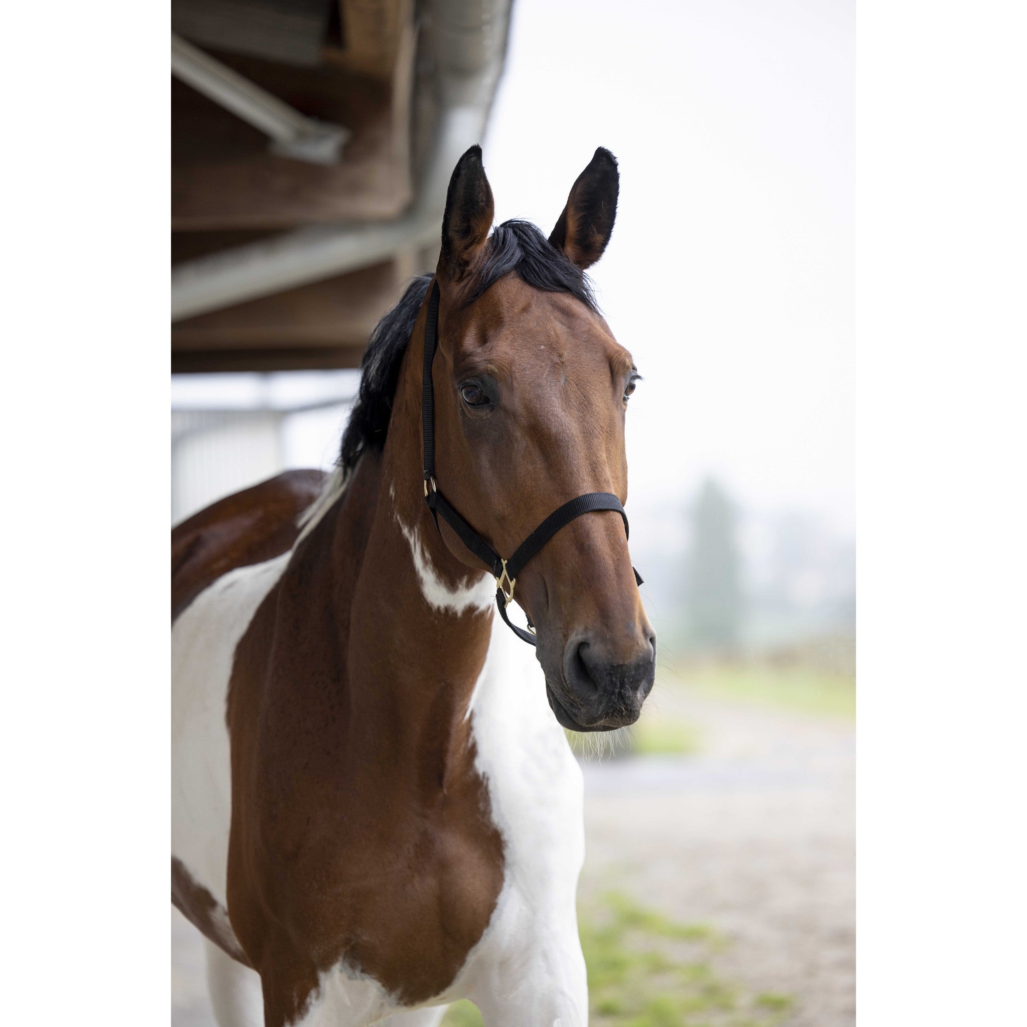 Norton Double thickness nylon headcollar with buckles Black 510041002