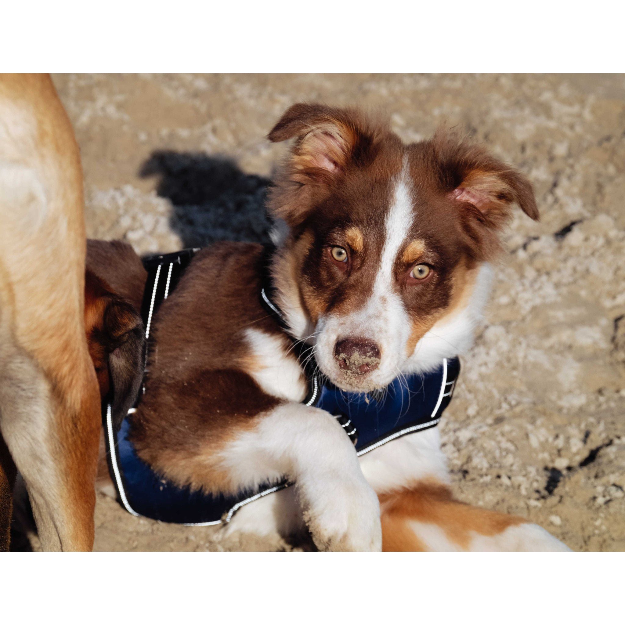 Riding World Simba Dog Harness Navy blue 409059002