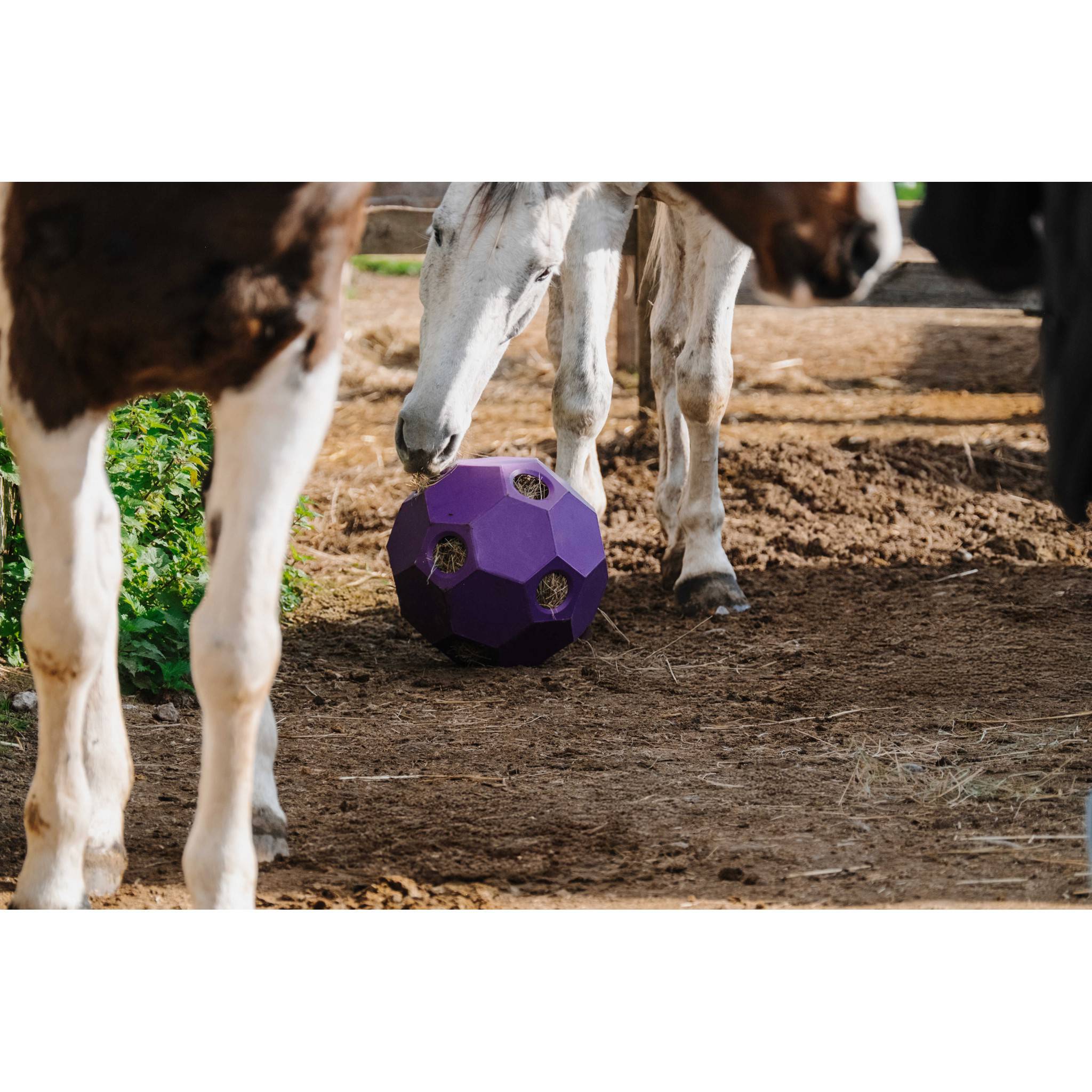 Hippo-Tonic Slow Feeder Hay Ball Purple 900115015