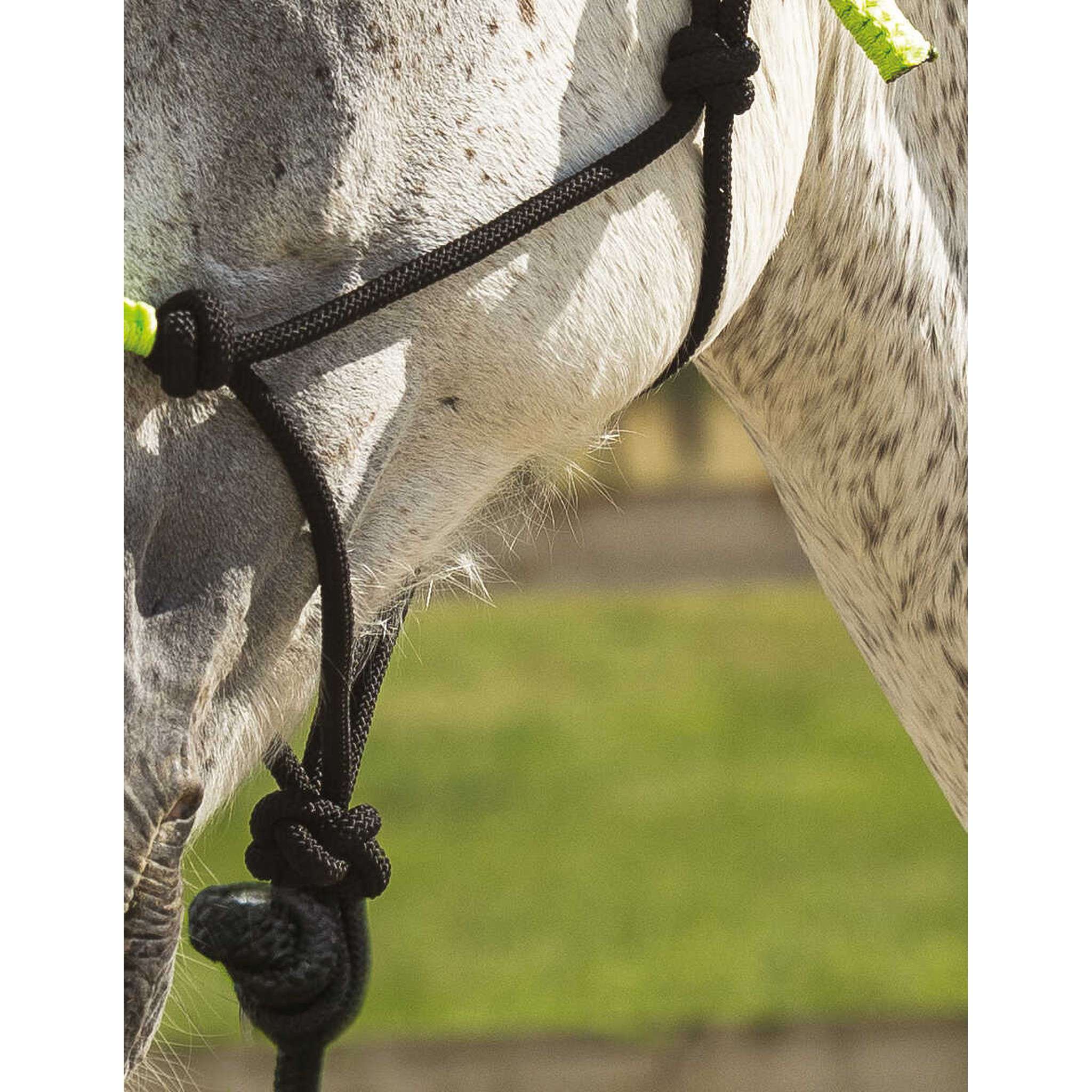 Norton Fun colour Ethological halter + lead rope Black/neon green 510160328