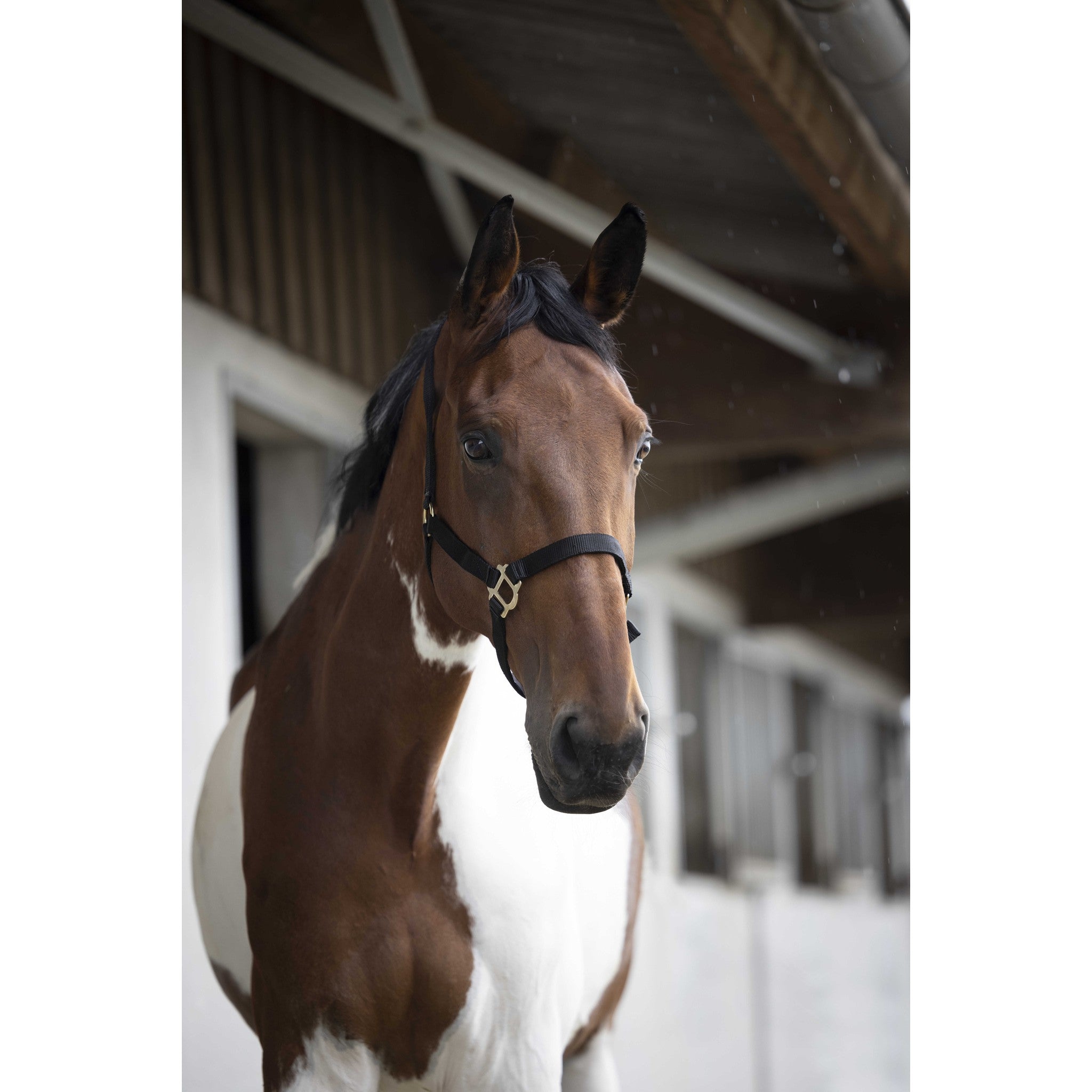 Norton Double thickness nylon headcollar with buckles Black 510041002