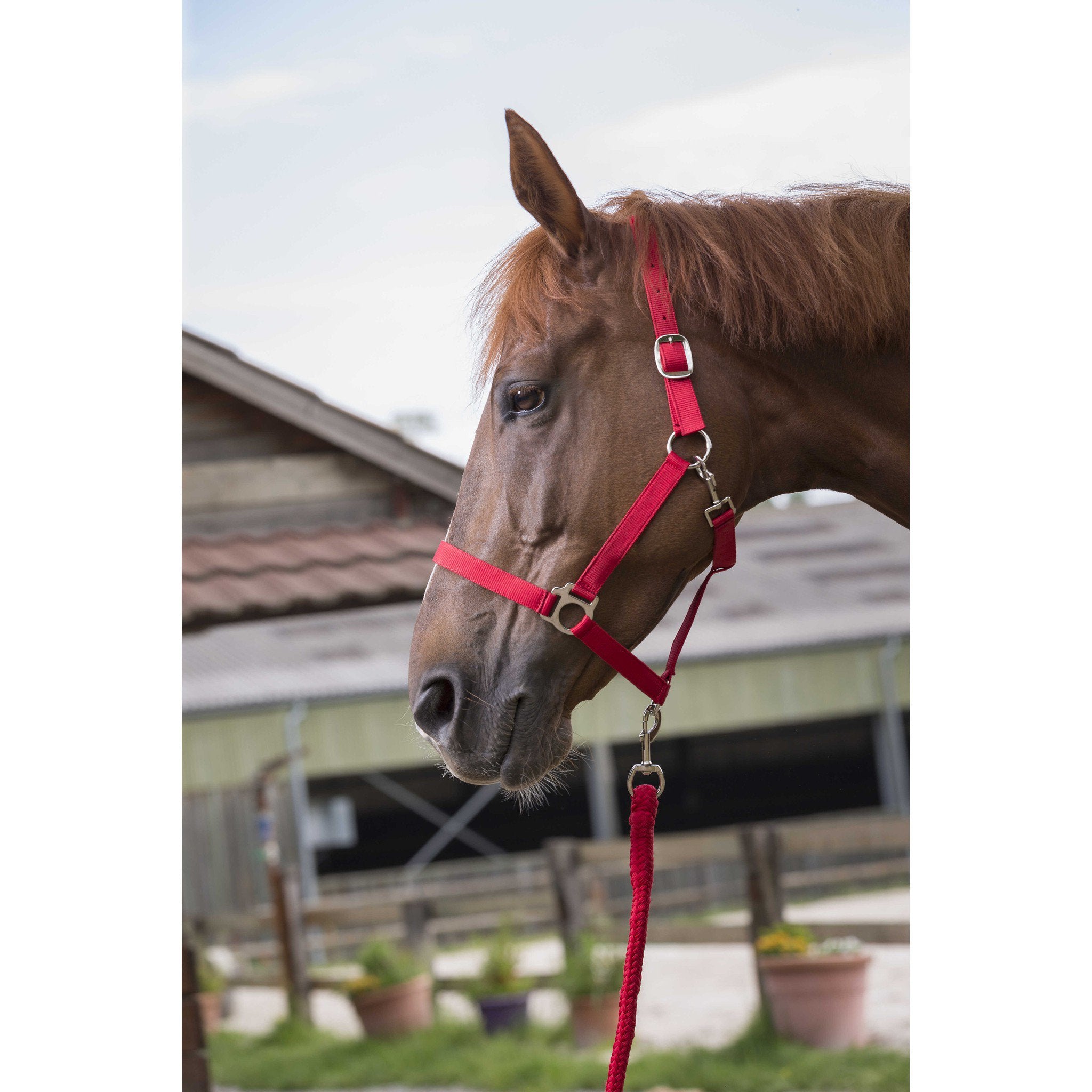 Riding World Club Headcollar and leadrope set Red 510118303