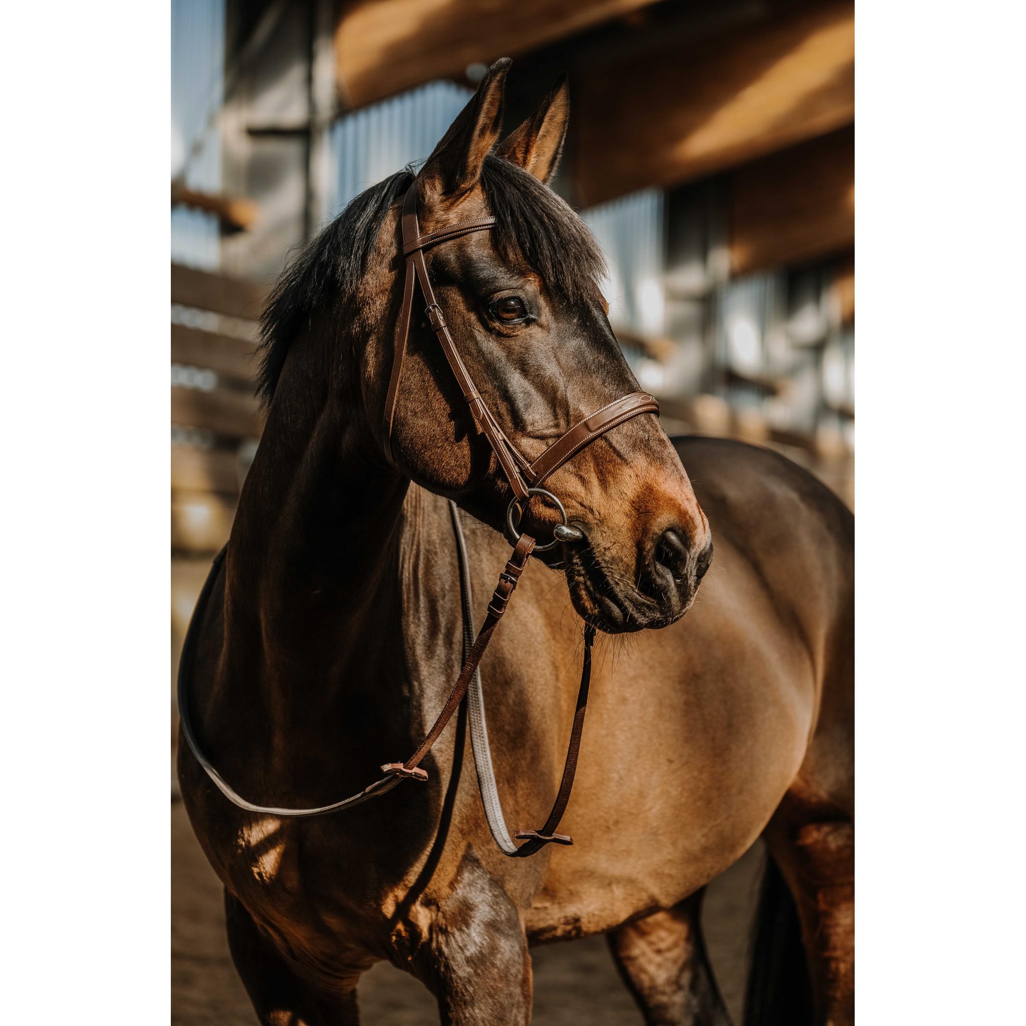 NORTON Hunter Bridle Havana 301819318