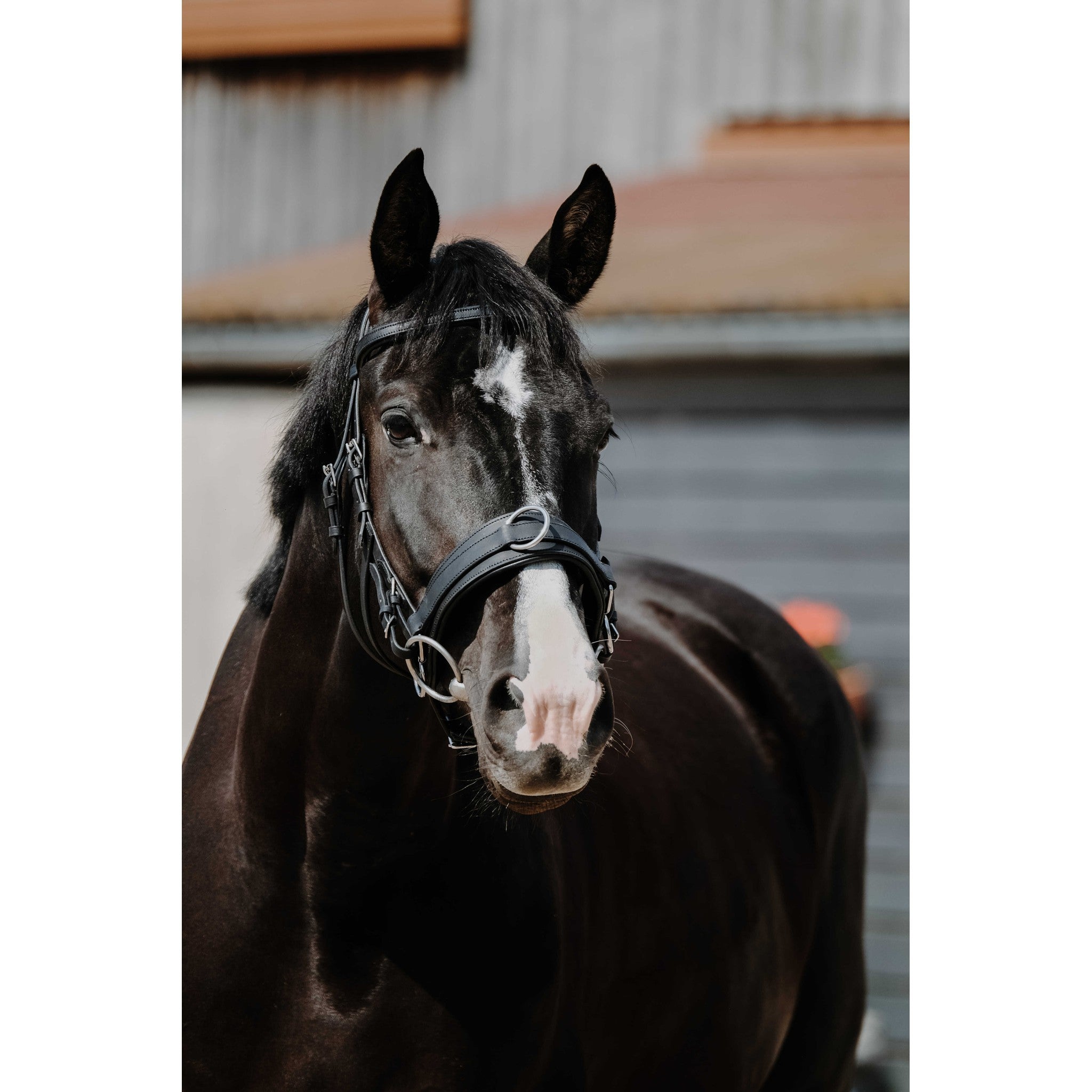 Norton Wide cavesson Black 306313302