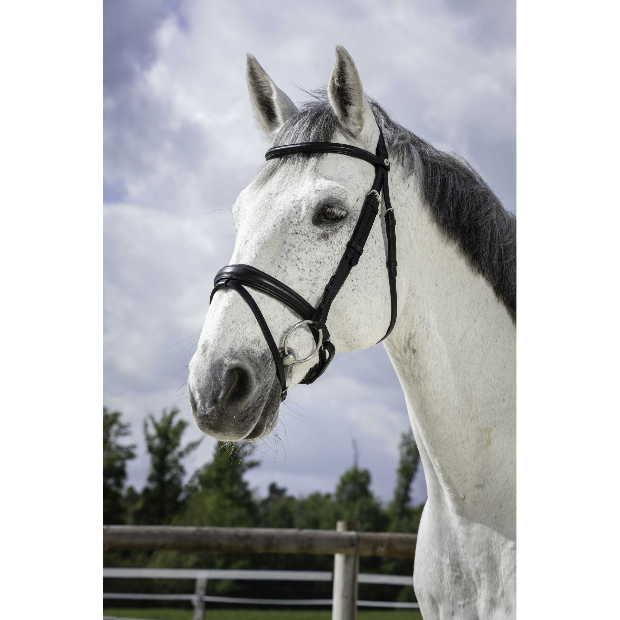 Bridle Norton Pro Soft Black 301830302