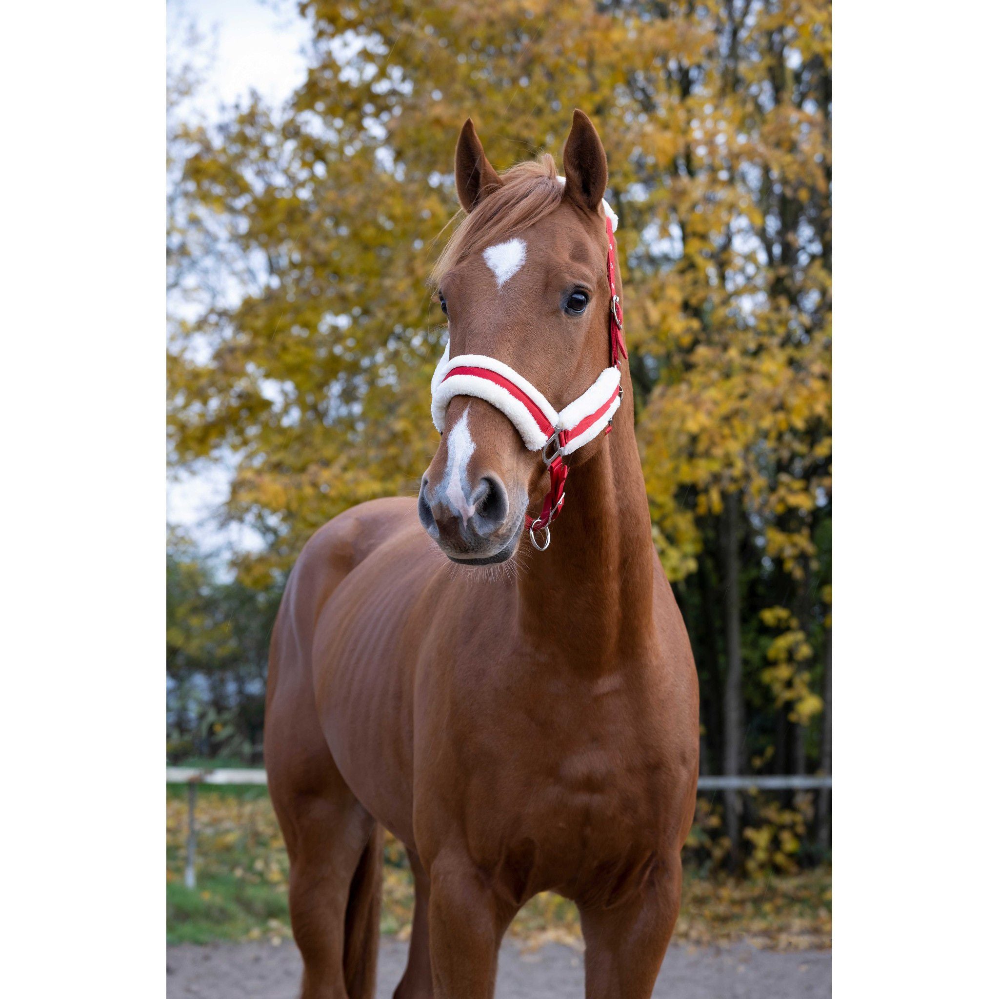 Norton Confort Halter Red 510016303