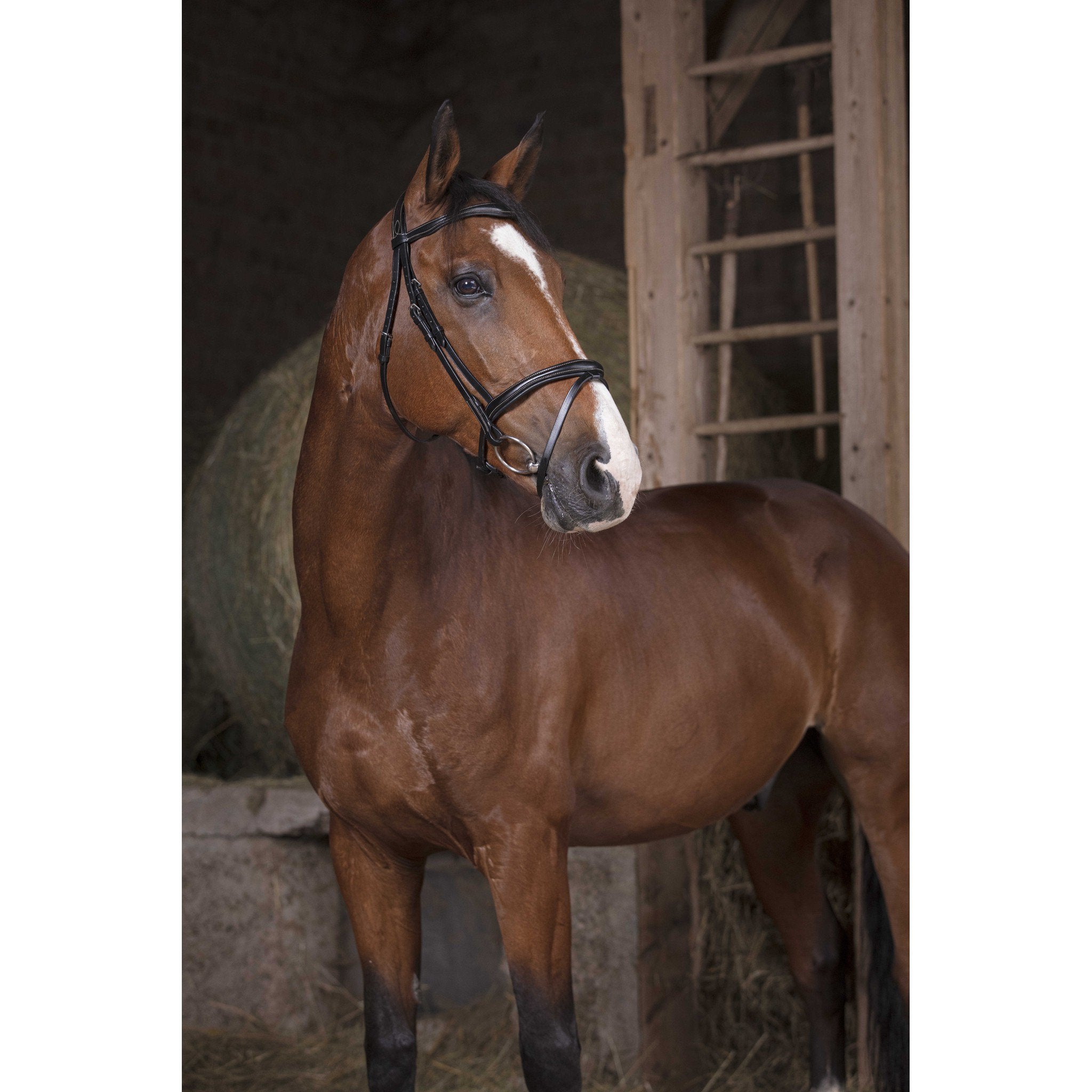 Bridle Norton Pro Combined Black 301829302