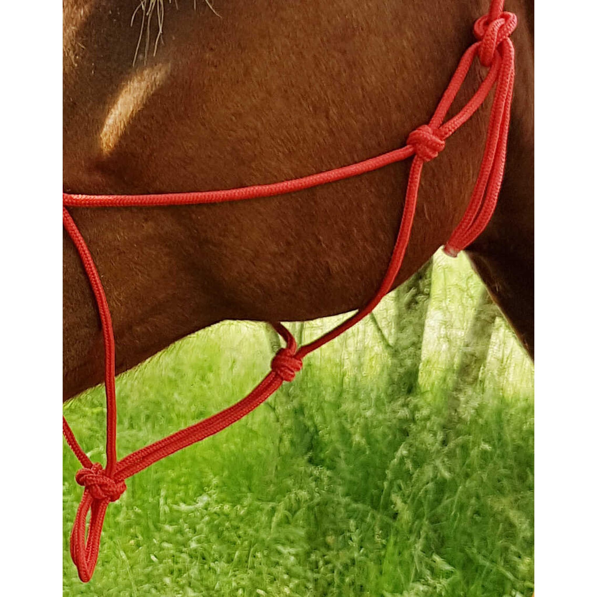 Riding World Fine Ethological halter Red 510148003