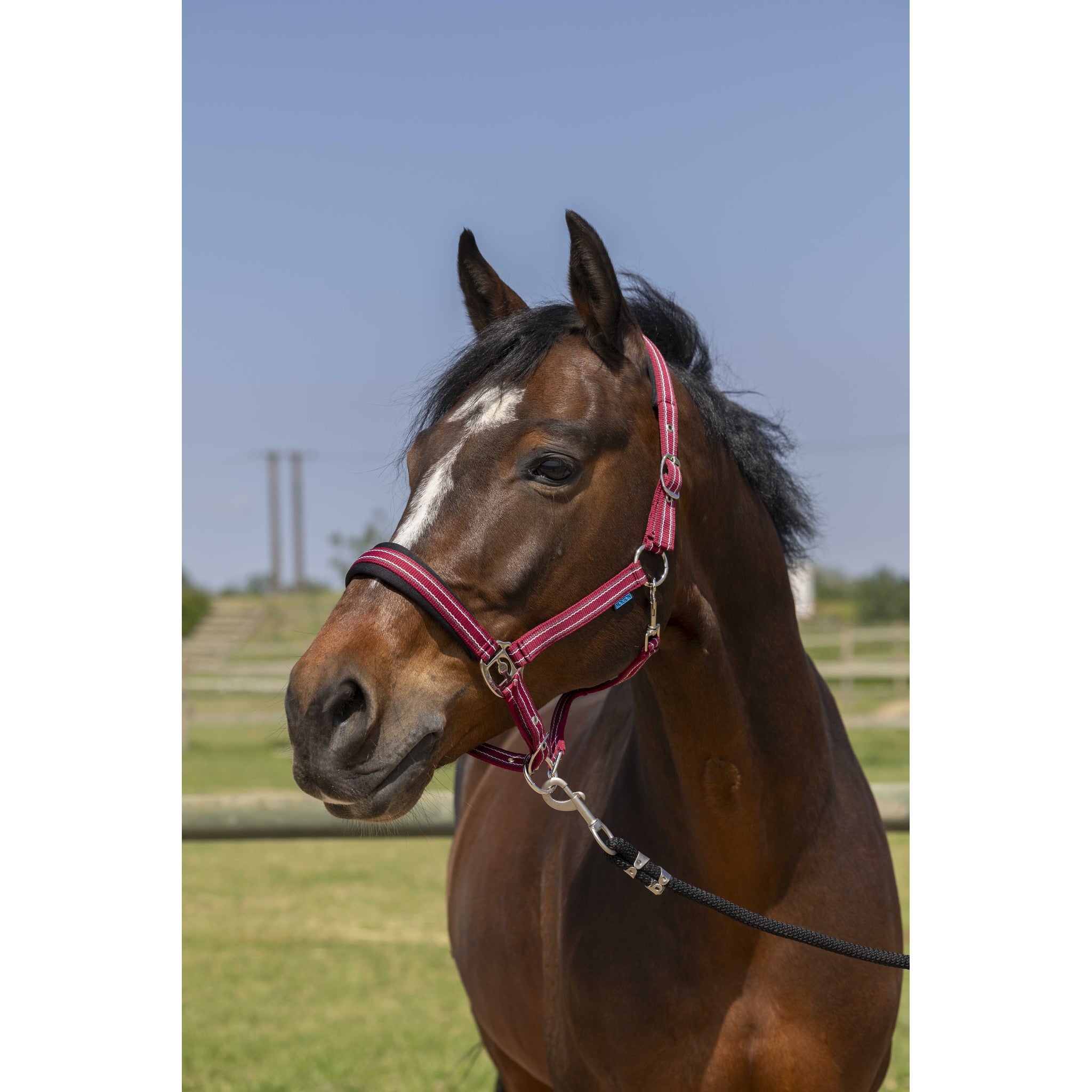 Norton 4lines Halter Burgundy 510246333